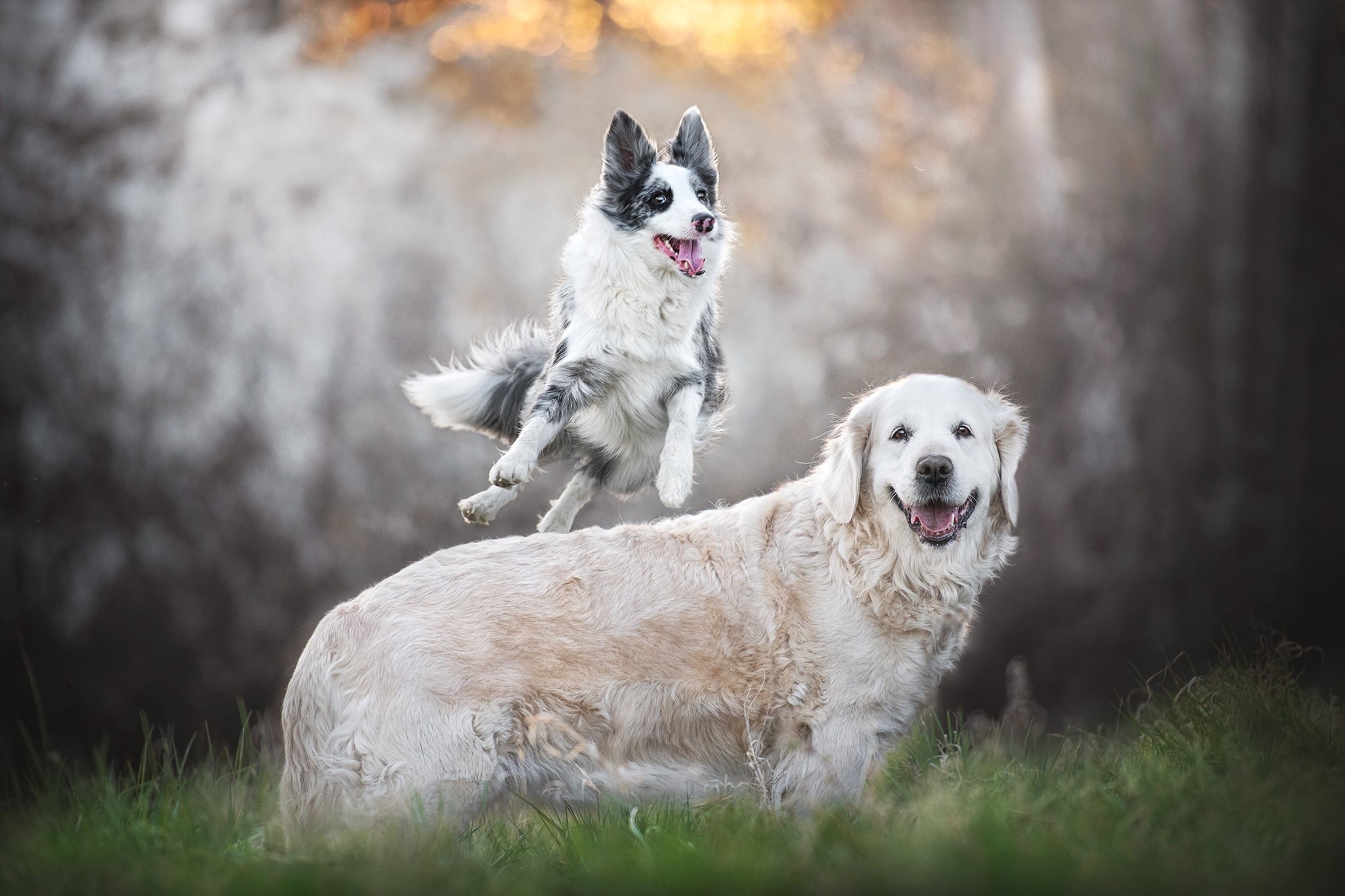 animals, mammals, dog, outdoors HD Wallpaper