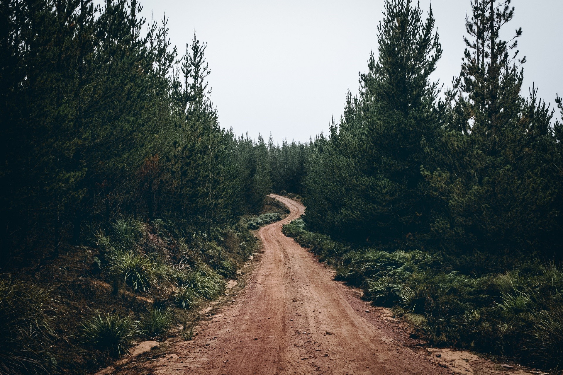 path, nature, trees HD Wallpaper