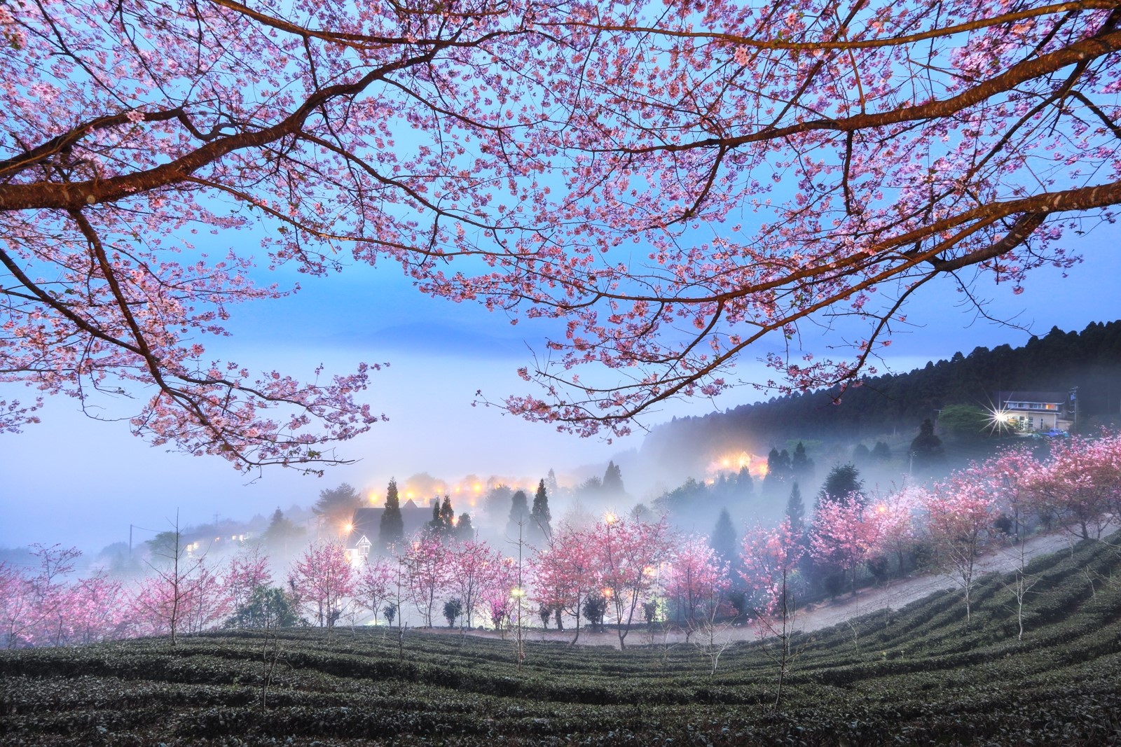village, hills, flowers, cherry blossom, trees, field, nature, blooming, mist, branch, Shirley Wung, morning, landscape, blossom HD Wallpaper