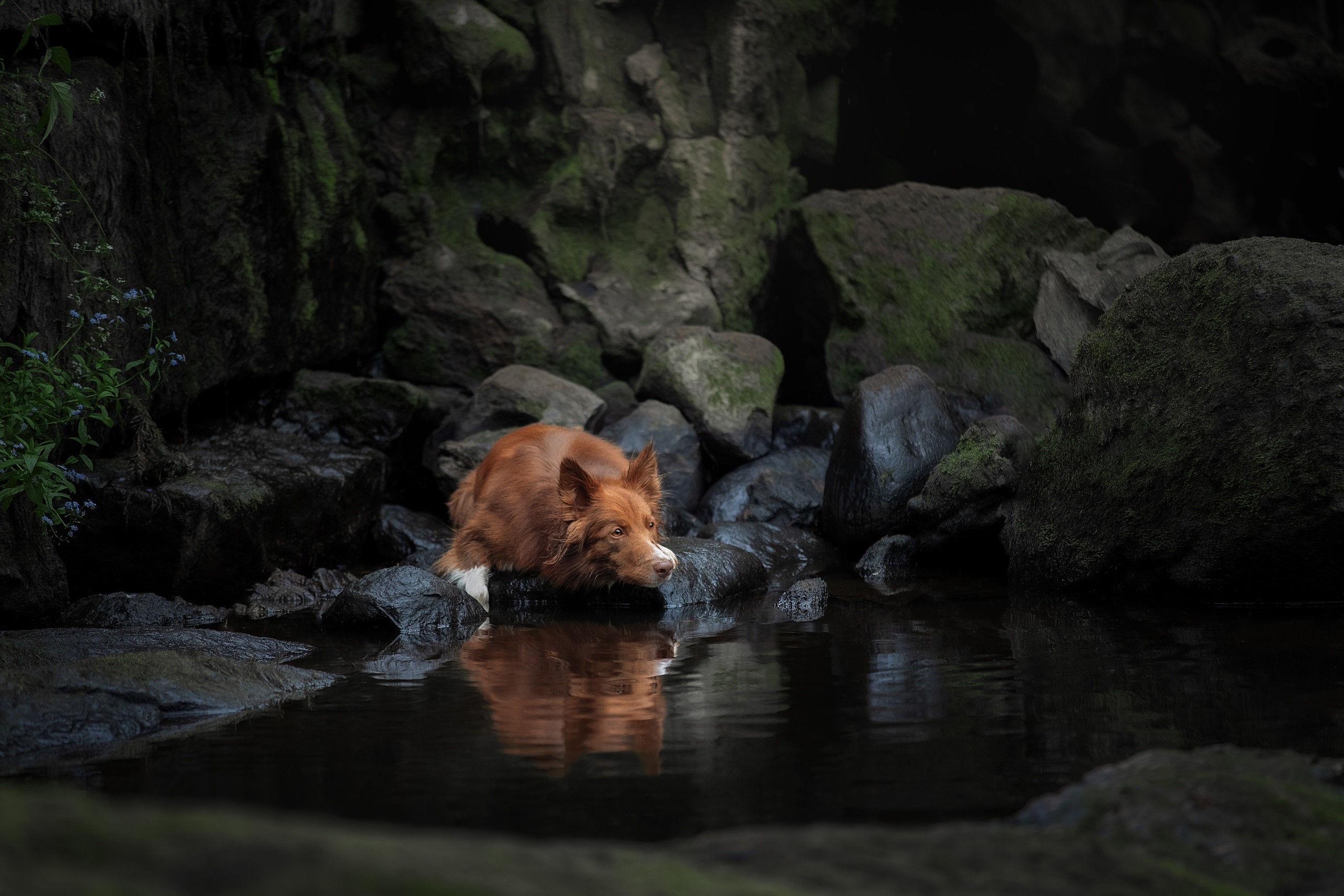 mammals, animals, nature, outdoors, dog HD Wallpaper