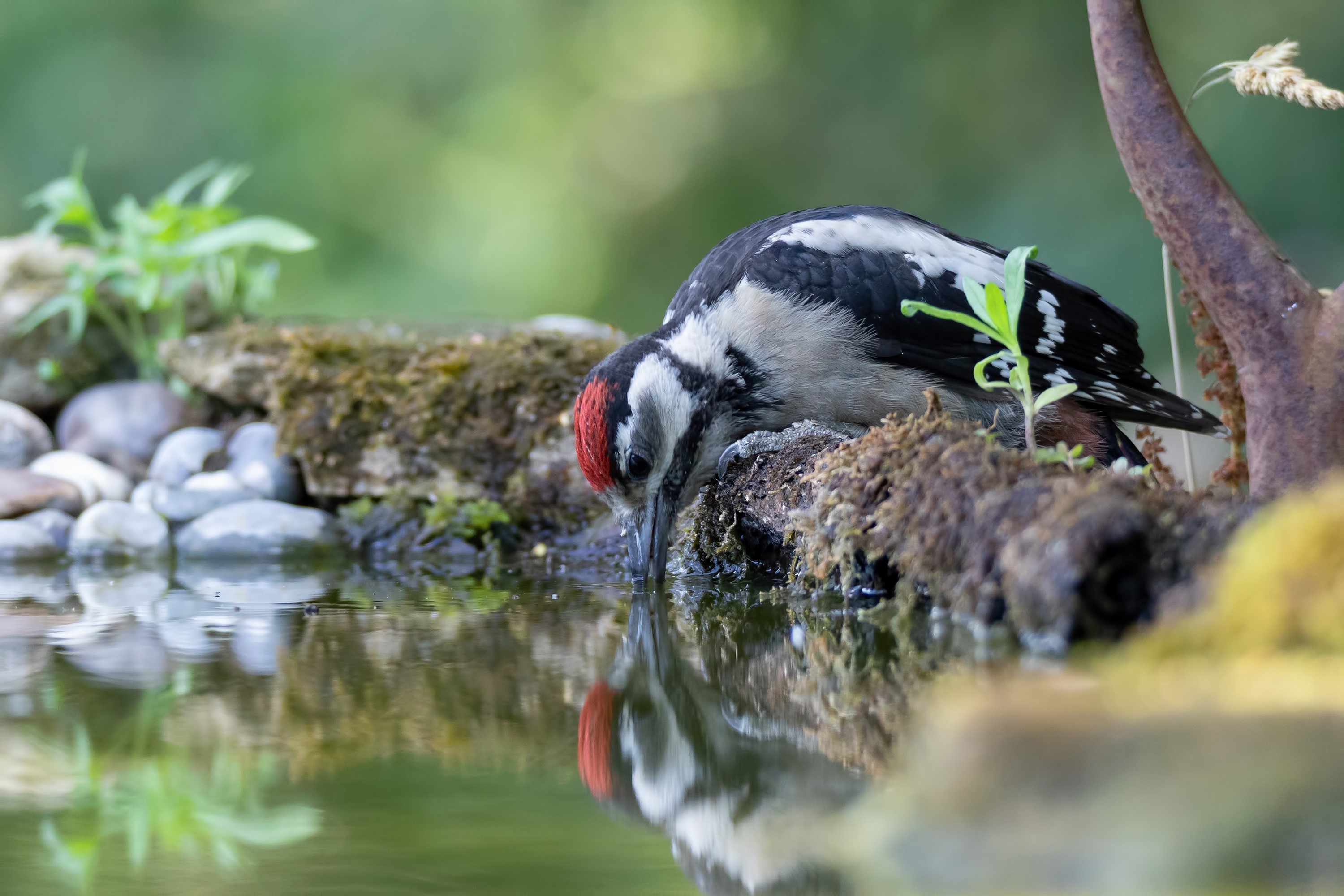 drinking, outdoors, birds, water, reflection, nature, animals HD Wallpaper