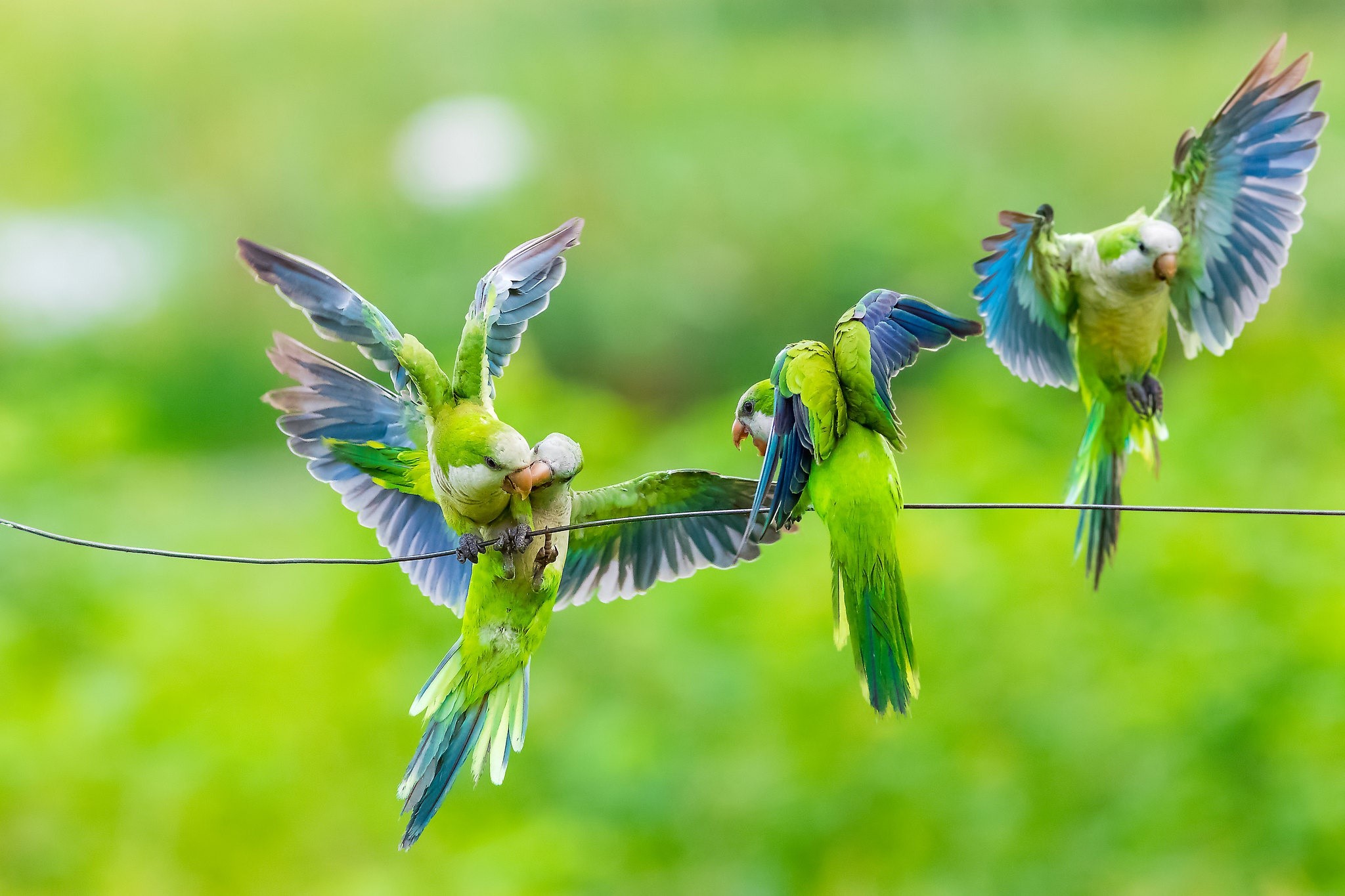 animals, parrot, nature, birds, monk parrot HD Wallpaper