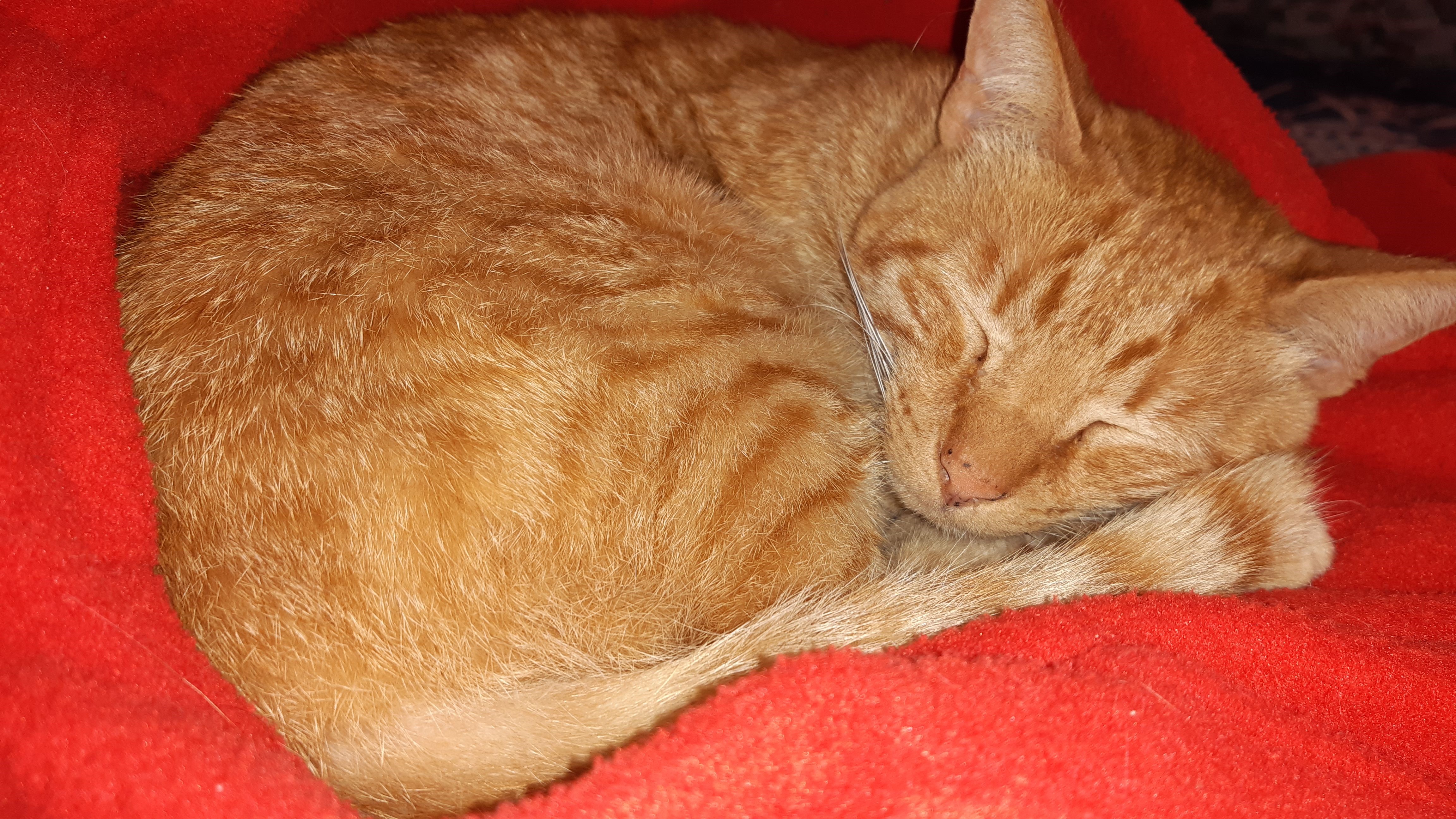 4K, mammals, sleeping, feline, animals, cats HD Wallpaper