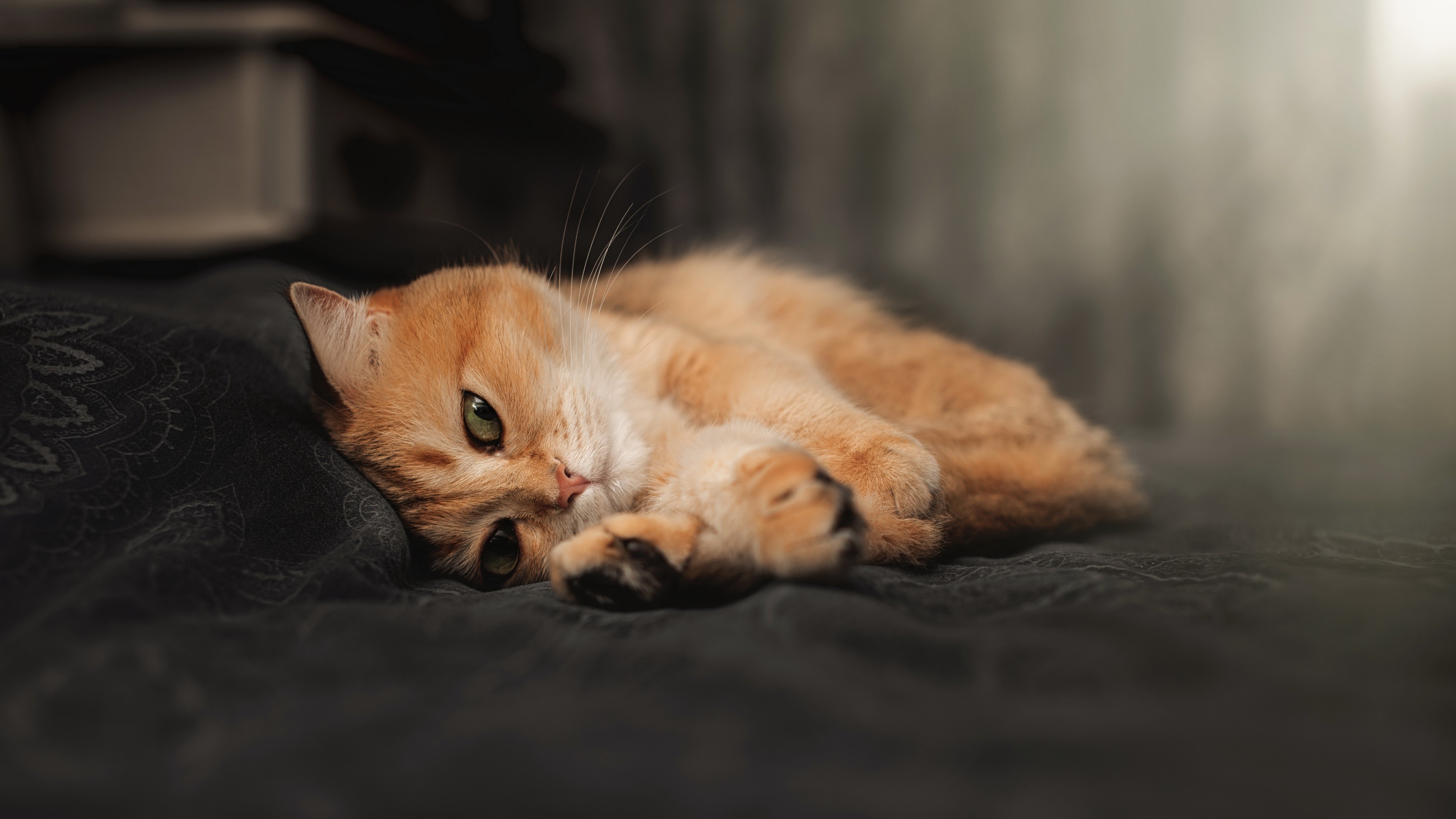 4K, animals, feline, indoors, mammals, cats HD Wallpaper