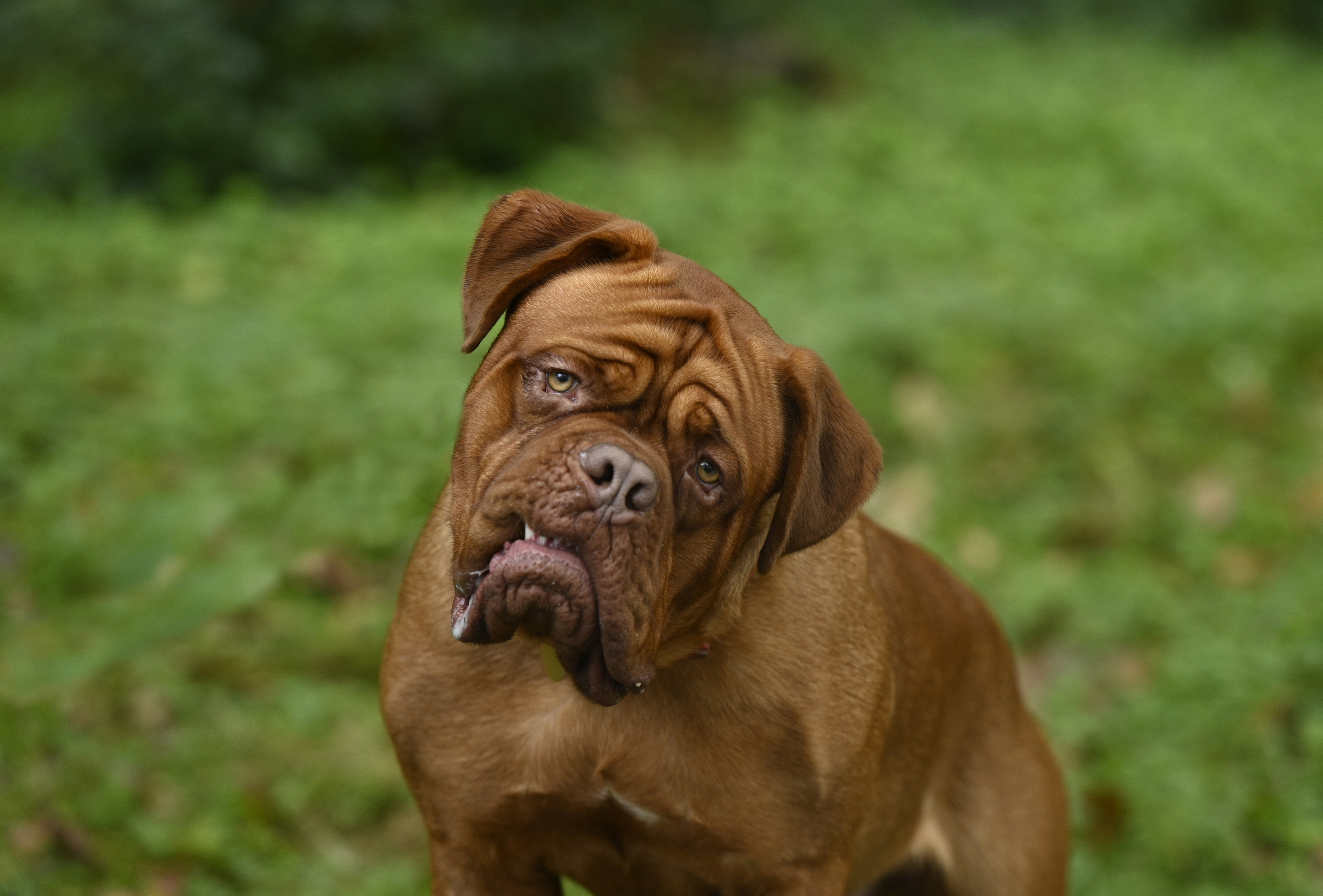 Dogue de Bordeaux dog HD Wallpaper