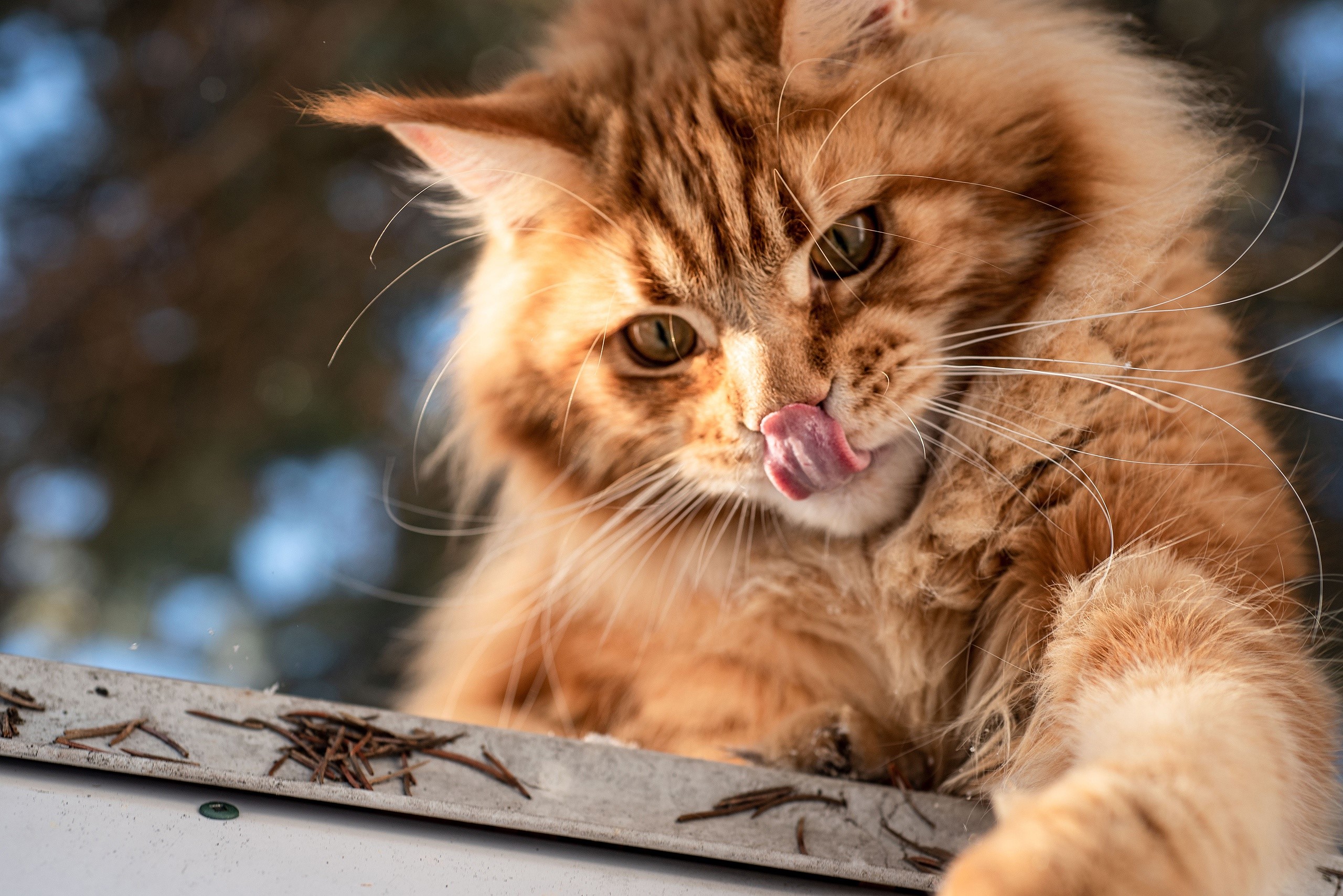 mammals, tongues, outdoors, Maine Coon, tongue out, cats, animals HD Wallpaper