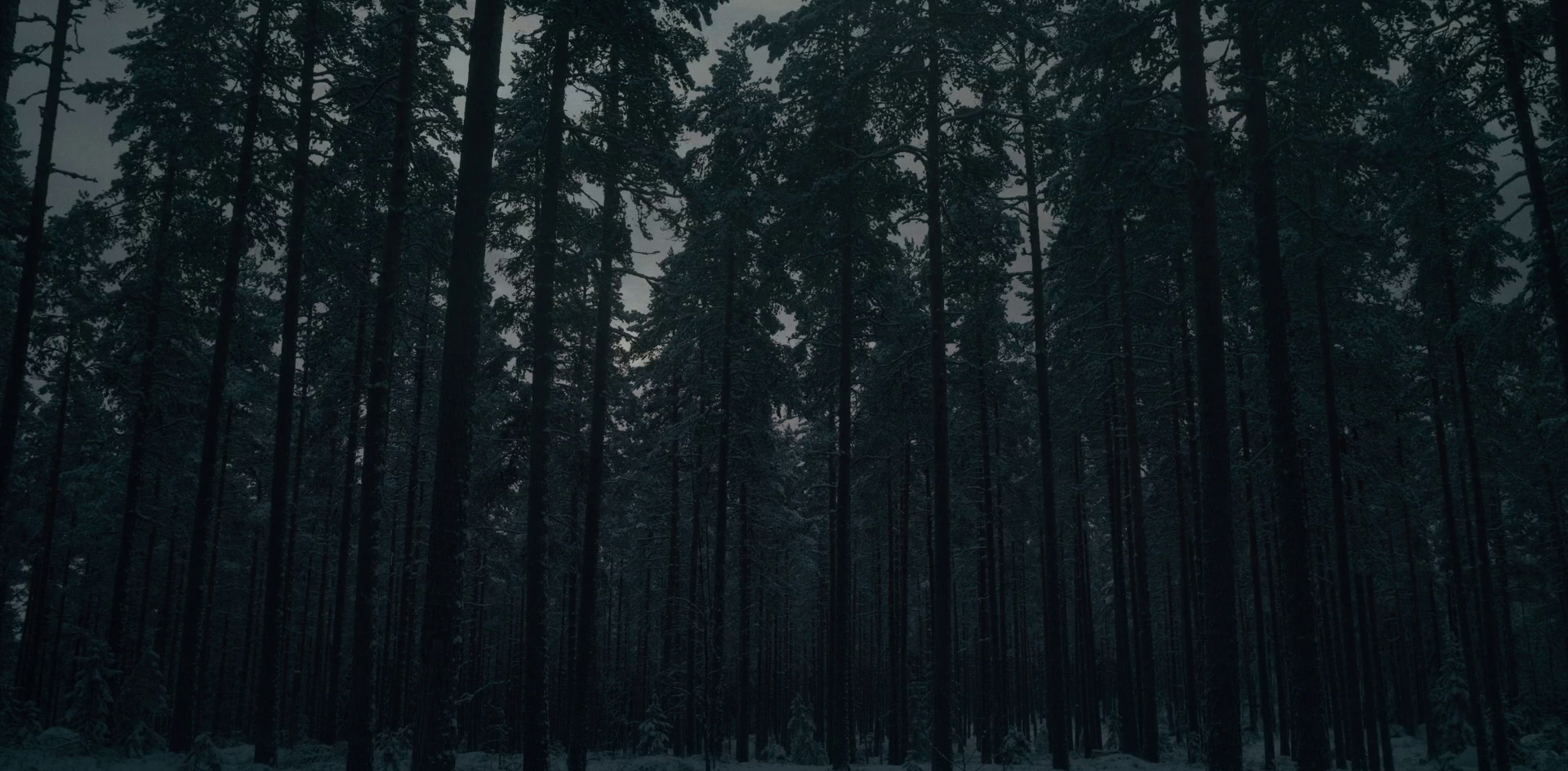 Midsommar, forest, dark HD Wallpaper