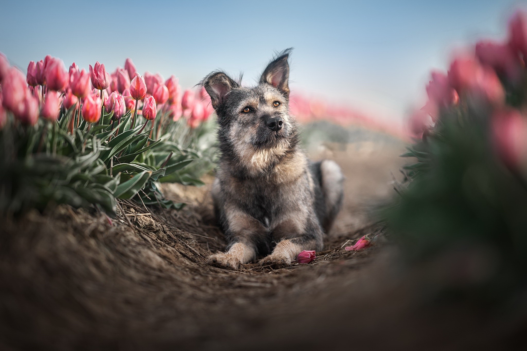 animals, plants, dog, pink flowers, tulips, mammals, Agro (Plants), flowers HD Wallpaper