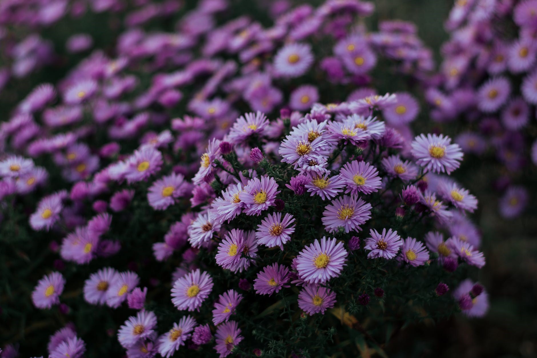 nature, purple flower, flowers, plants HD Wallpaper