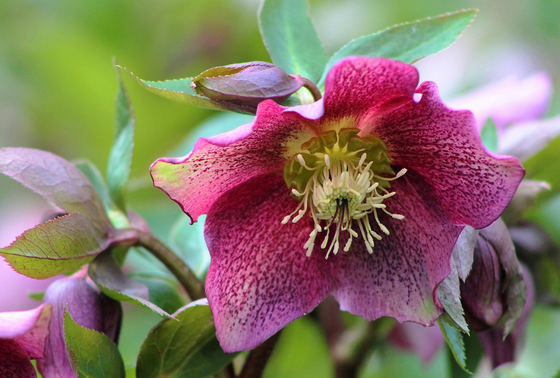 Close-up of a pink Hellebore flower with speckled petals HD Wallpaper