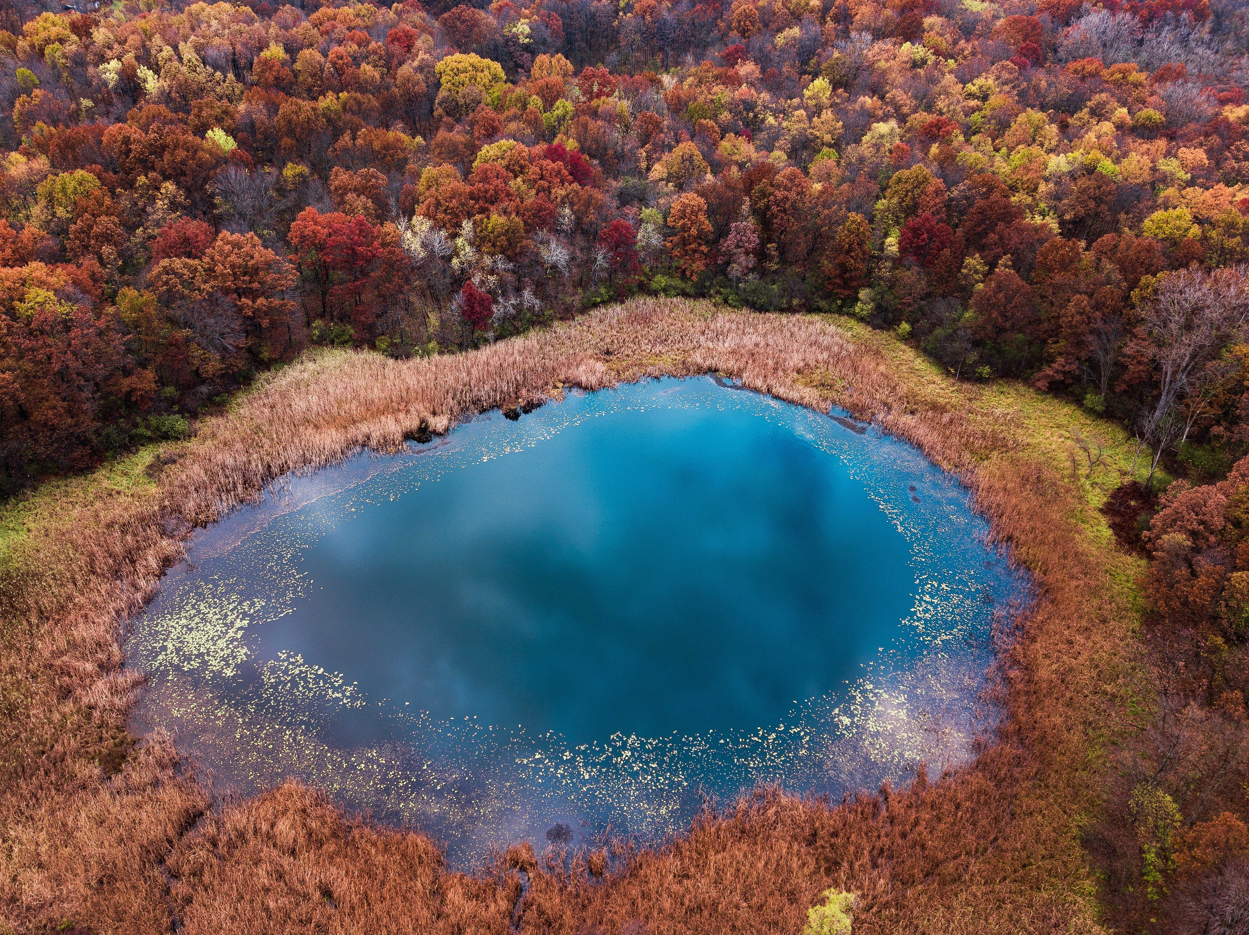 4K, trees, nature, fall, pond, water HD Wallpaper