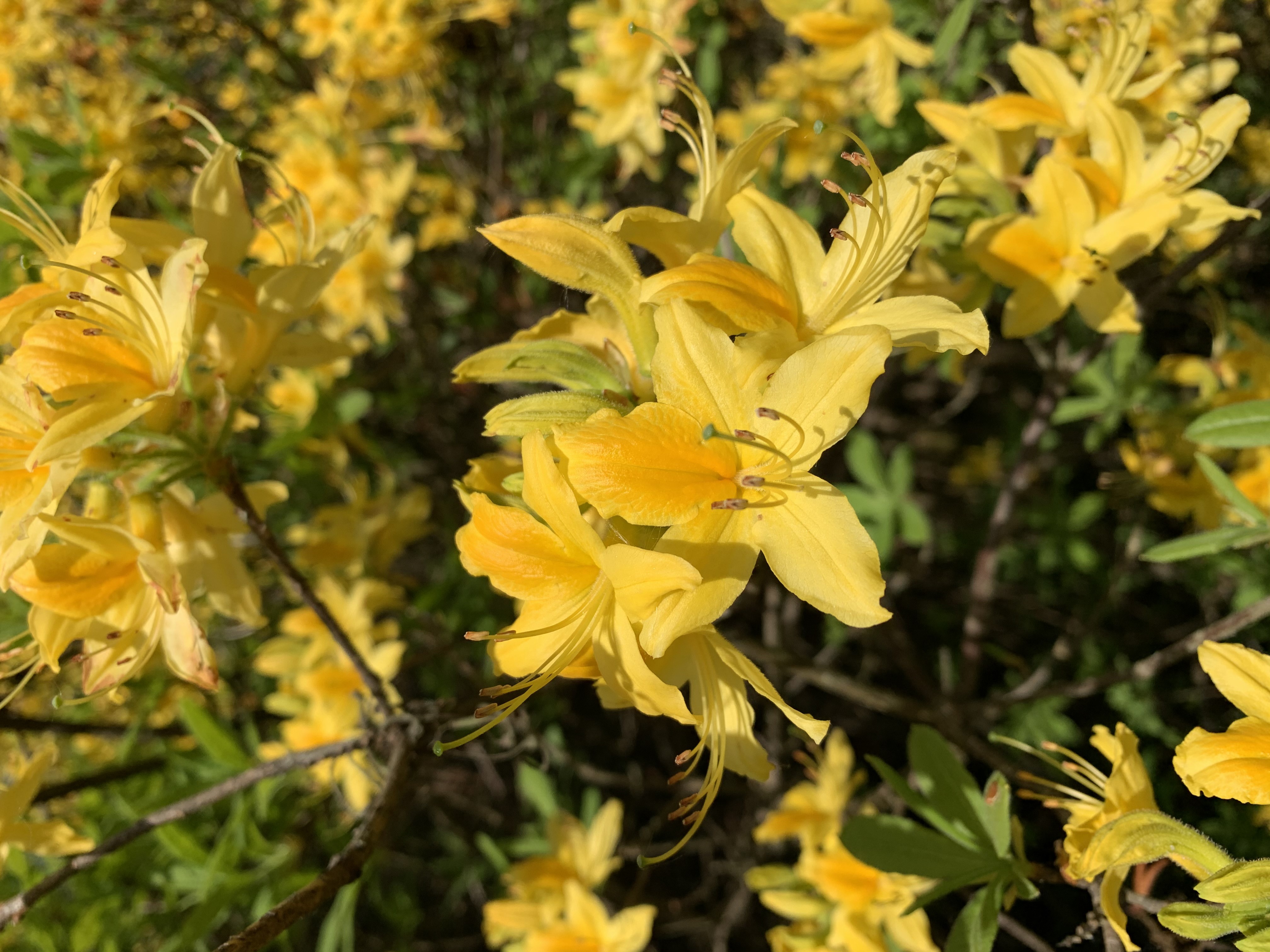 4K, yellow flowers, plants, flowers HD Wallpaper