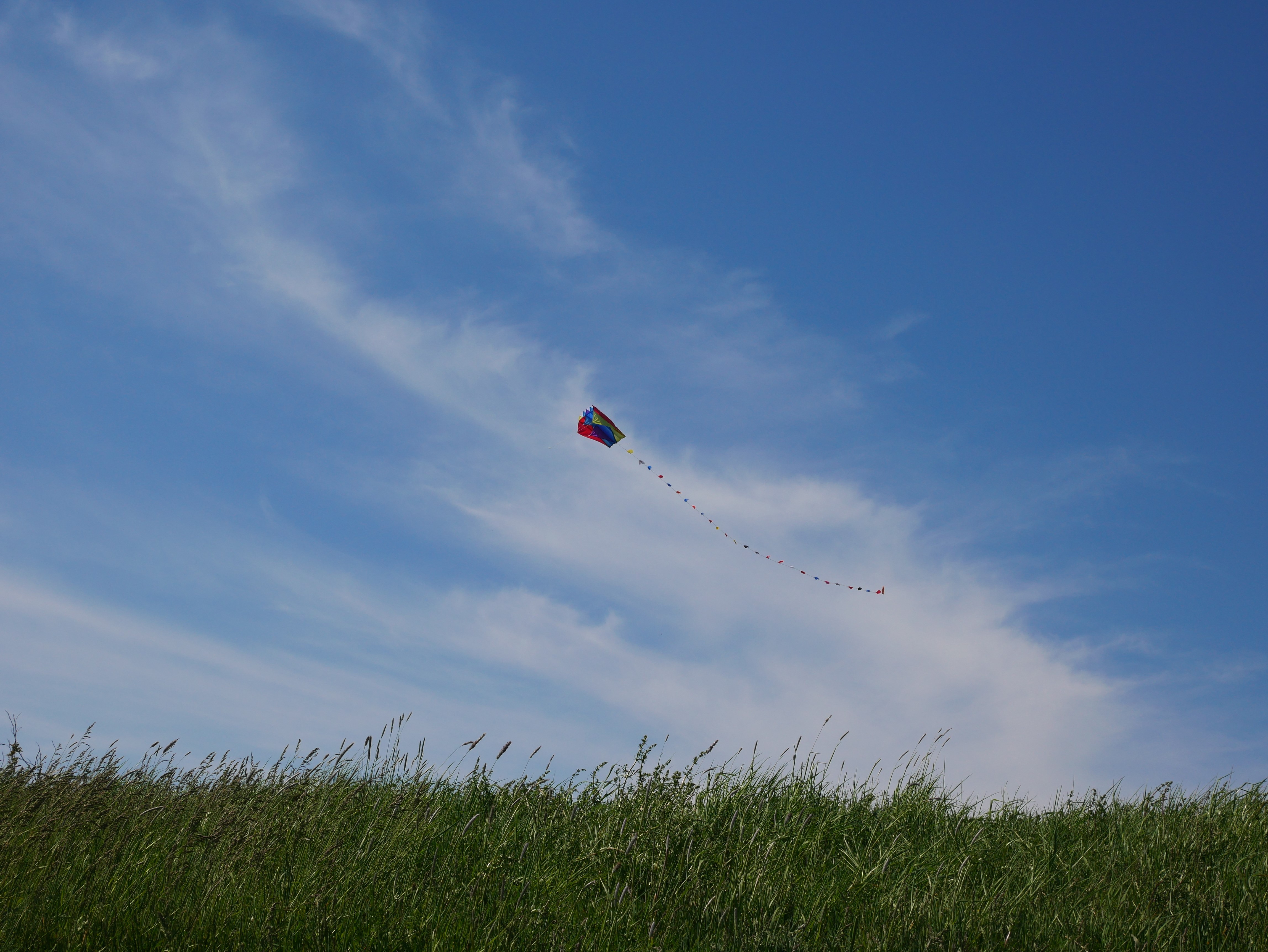4K, nature, grass, outdoors, kite HD Wallpaper
