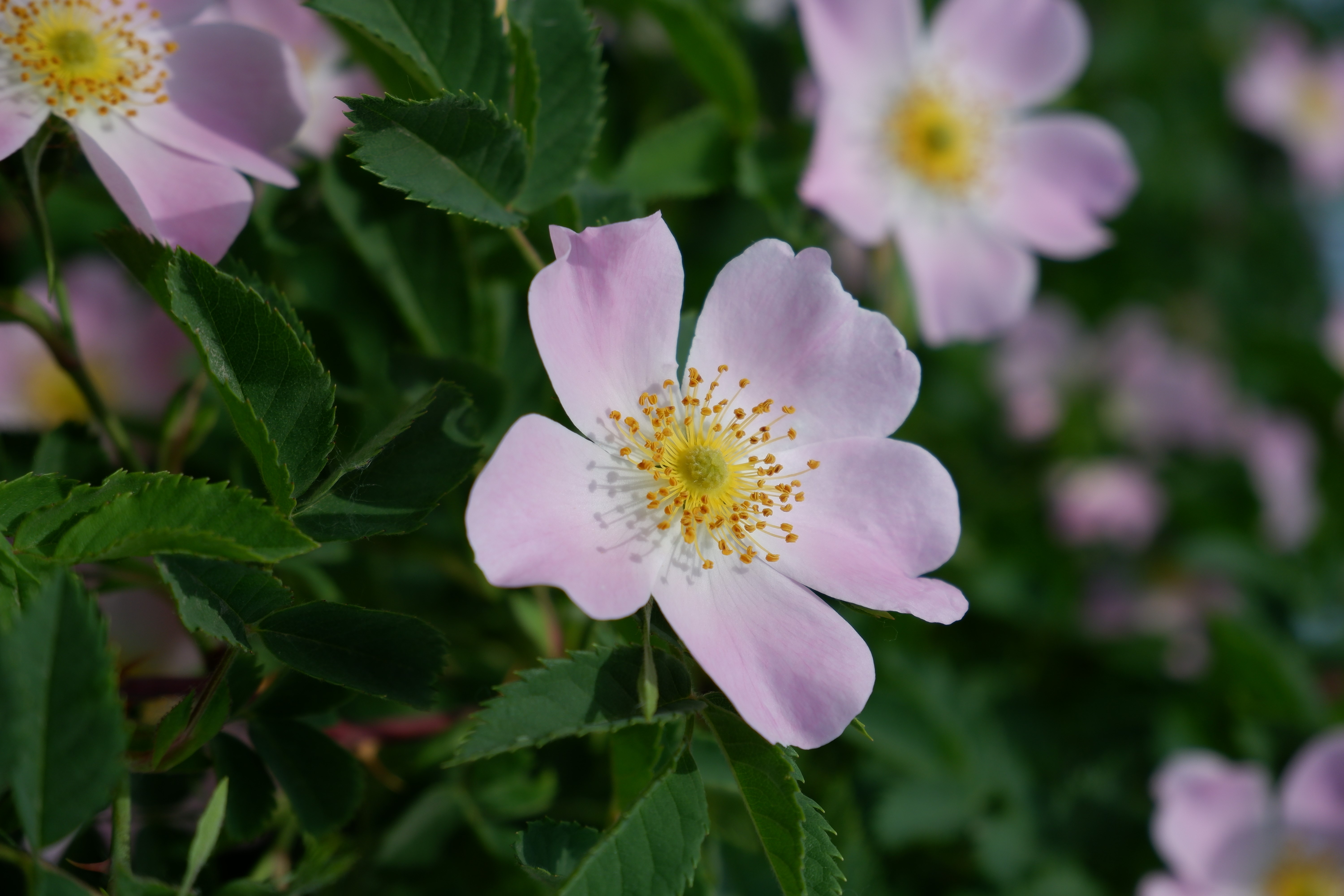 4K, pink flowers, nature, vertical, spring, macro, flowers, plants, dog-rose HD Wallpaper