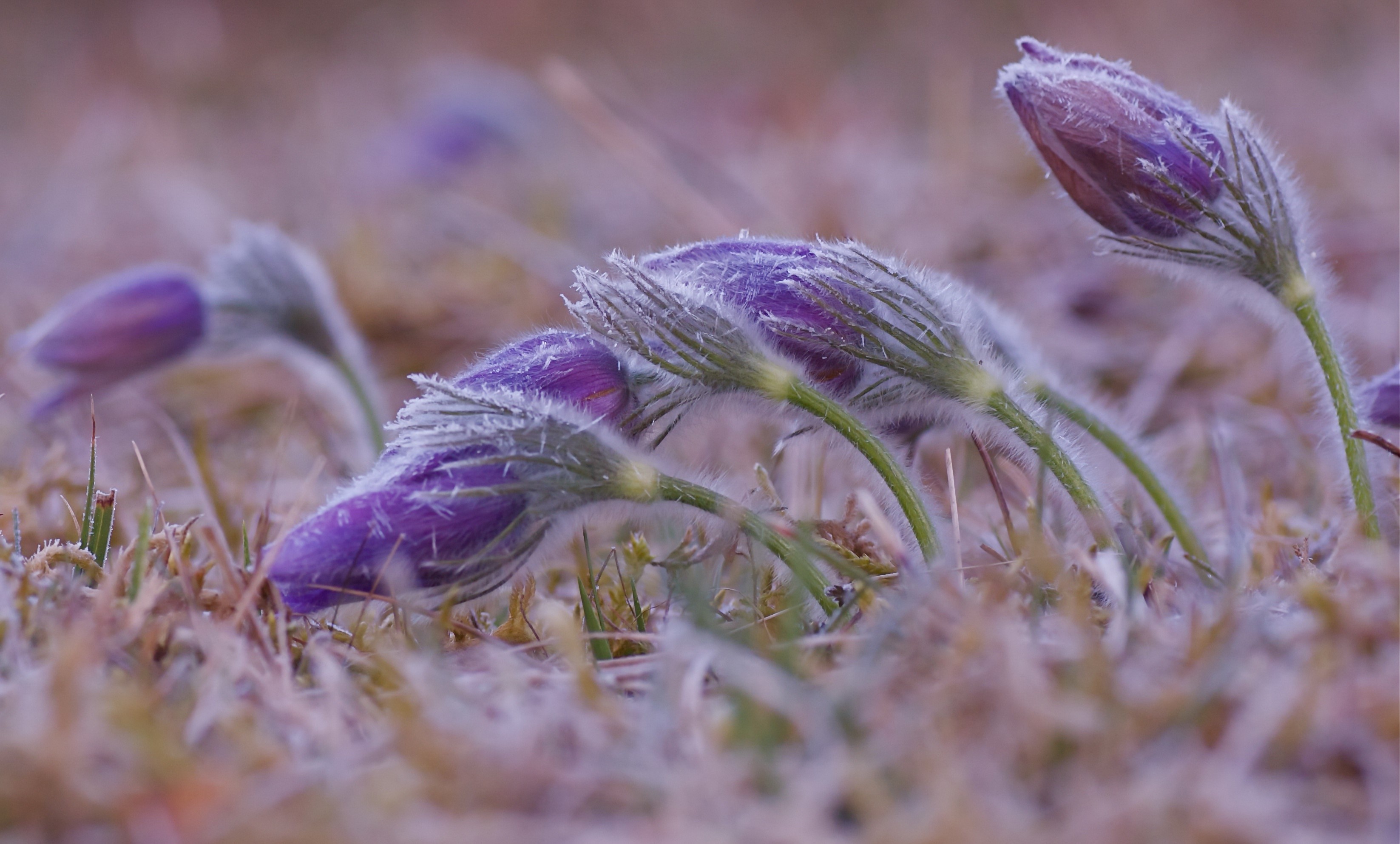 outdoors, plants, ice, cold, flowers HD Wallpaper