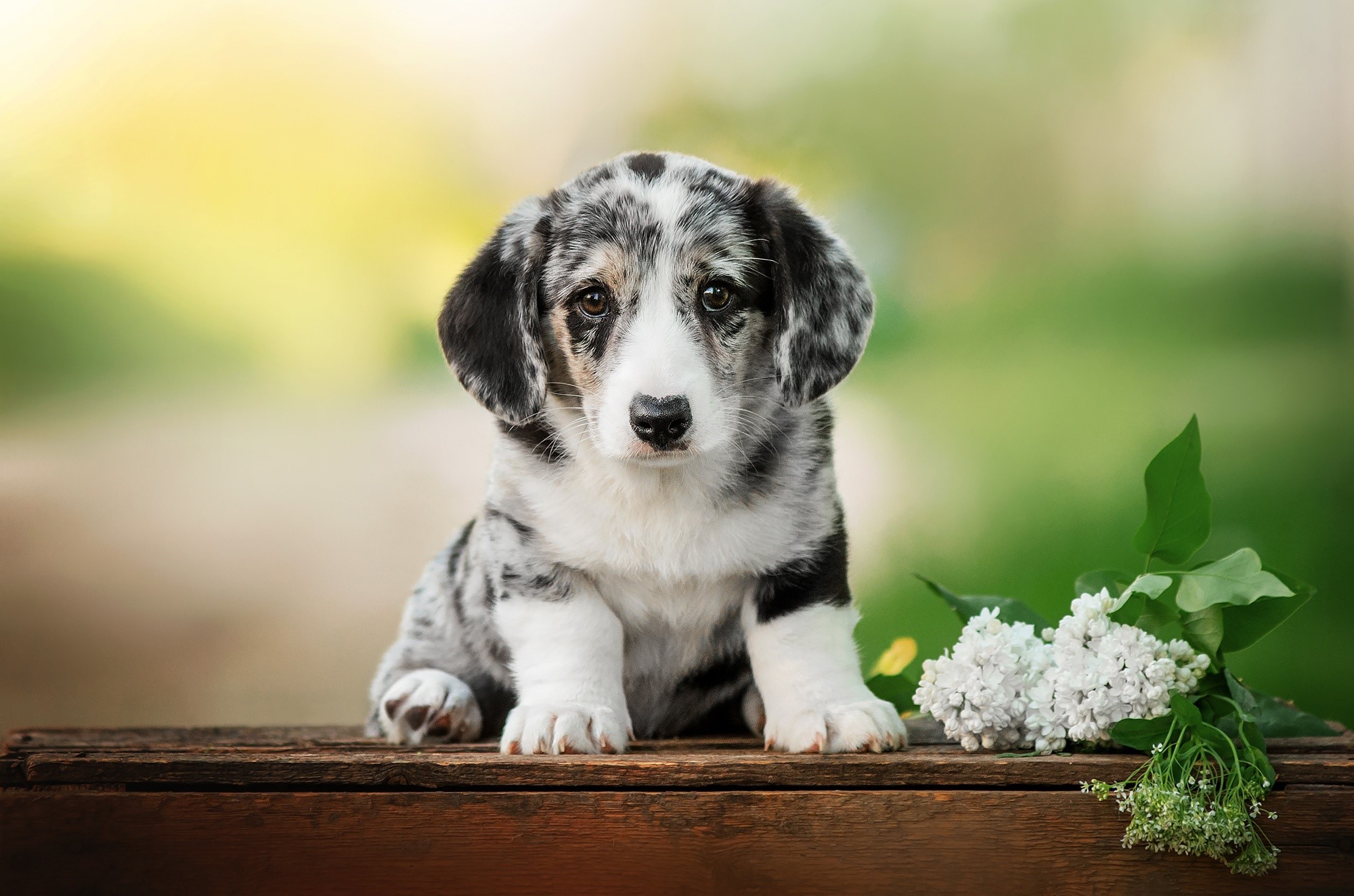puppies, animals, mammals, dog HD Wallpaper