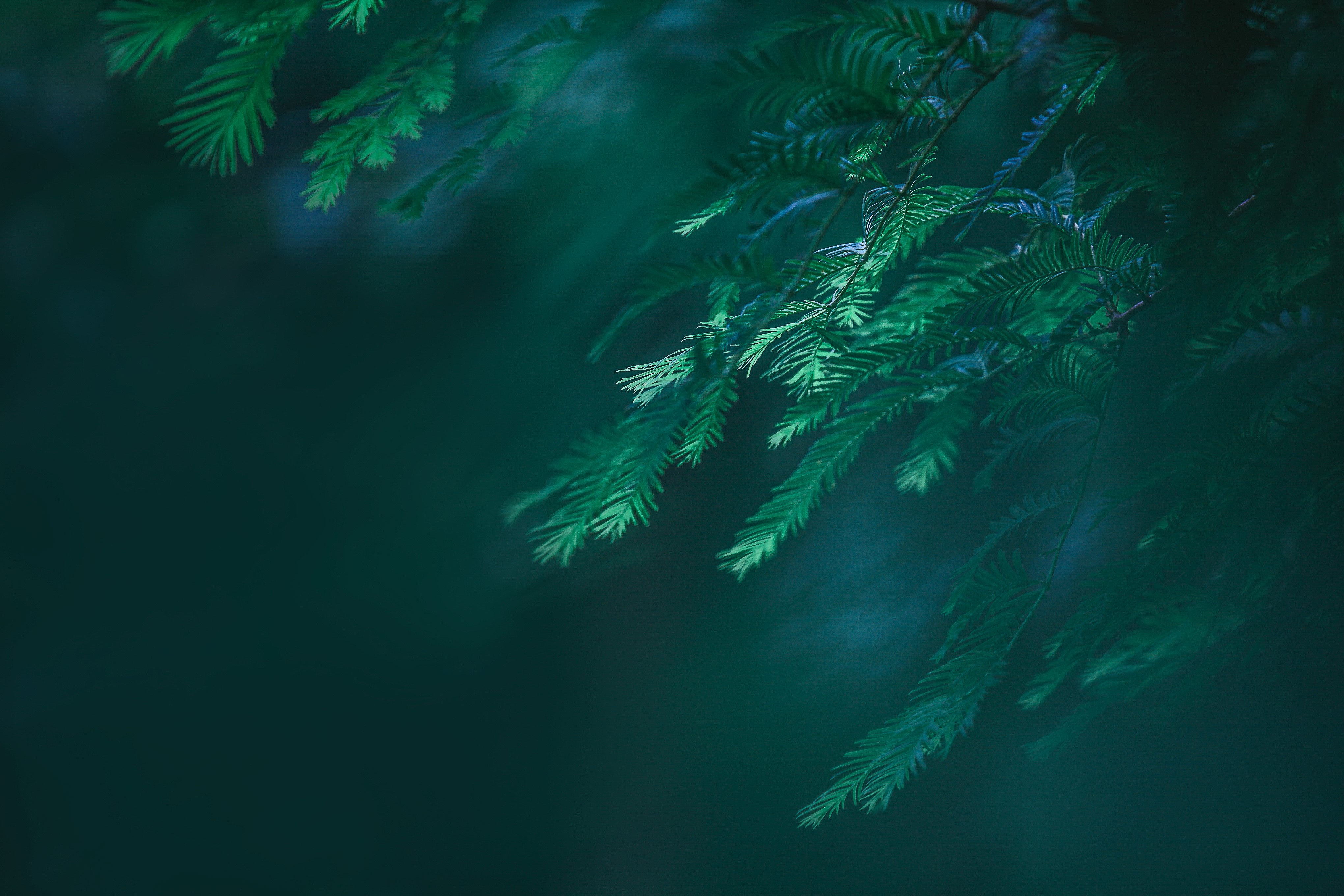 4K, pine trees, green, trees, closeup, nature, plants HD Wallpaper