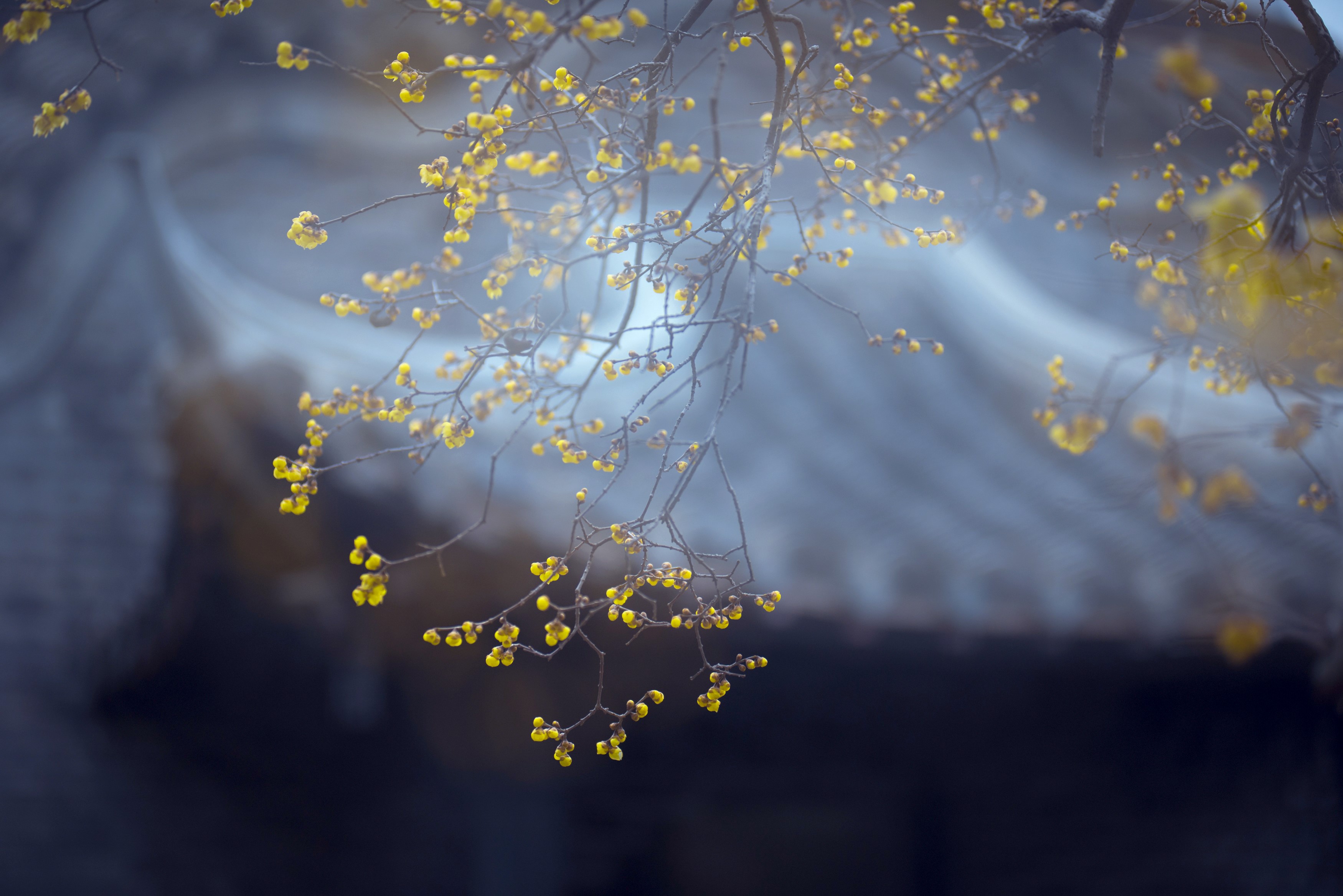 plants, yellow flowers, flowers, nature HD Wallpaper