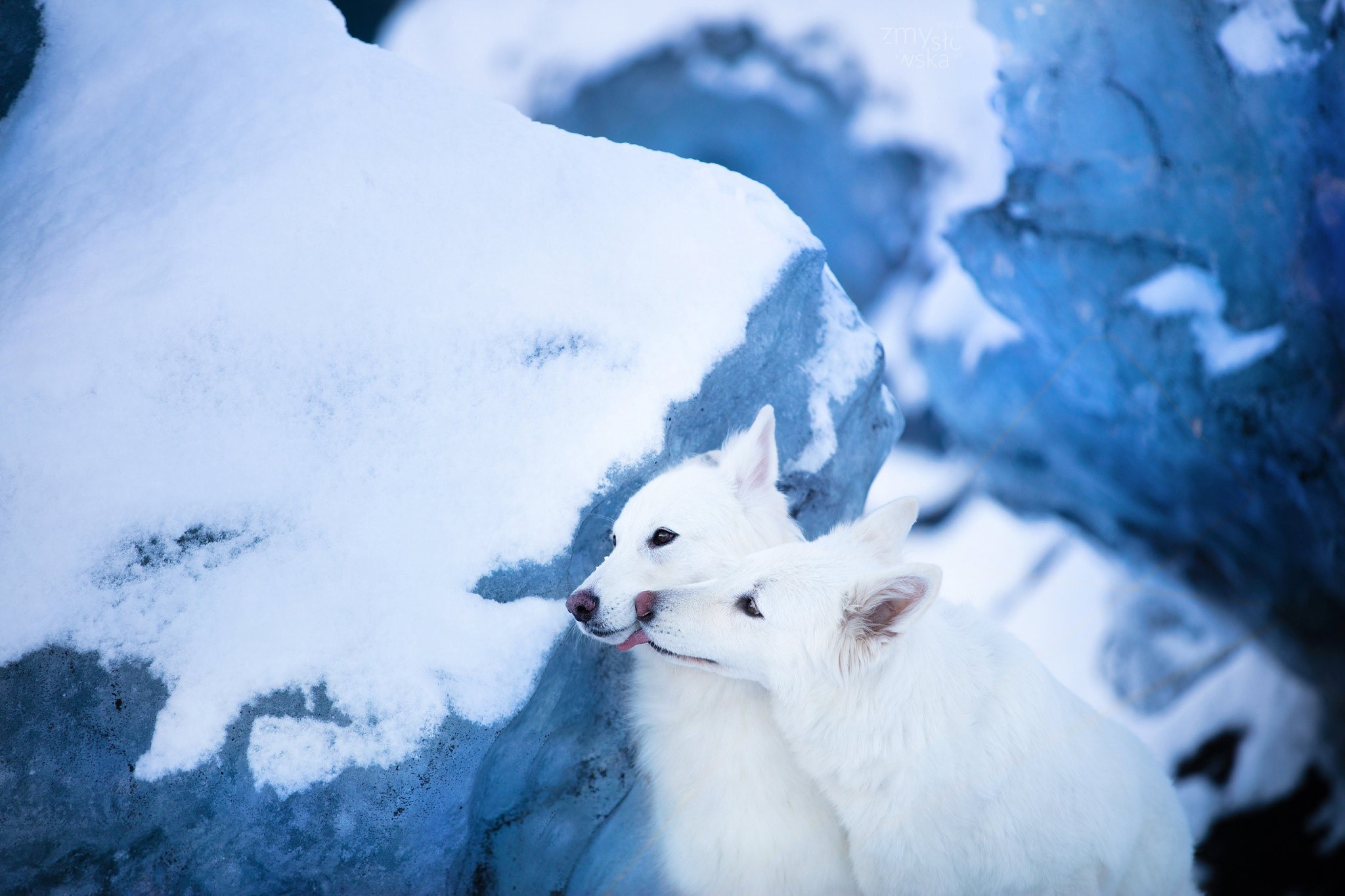 animals, outdoors, snow, winter, mammals, dog HD Wallpaper