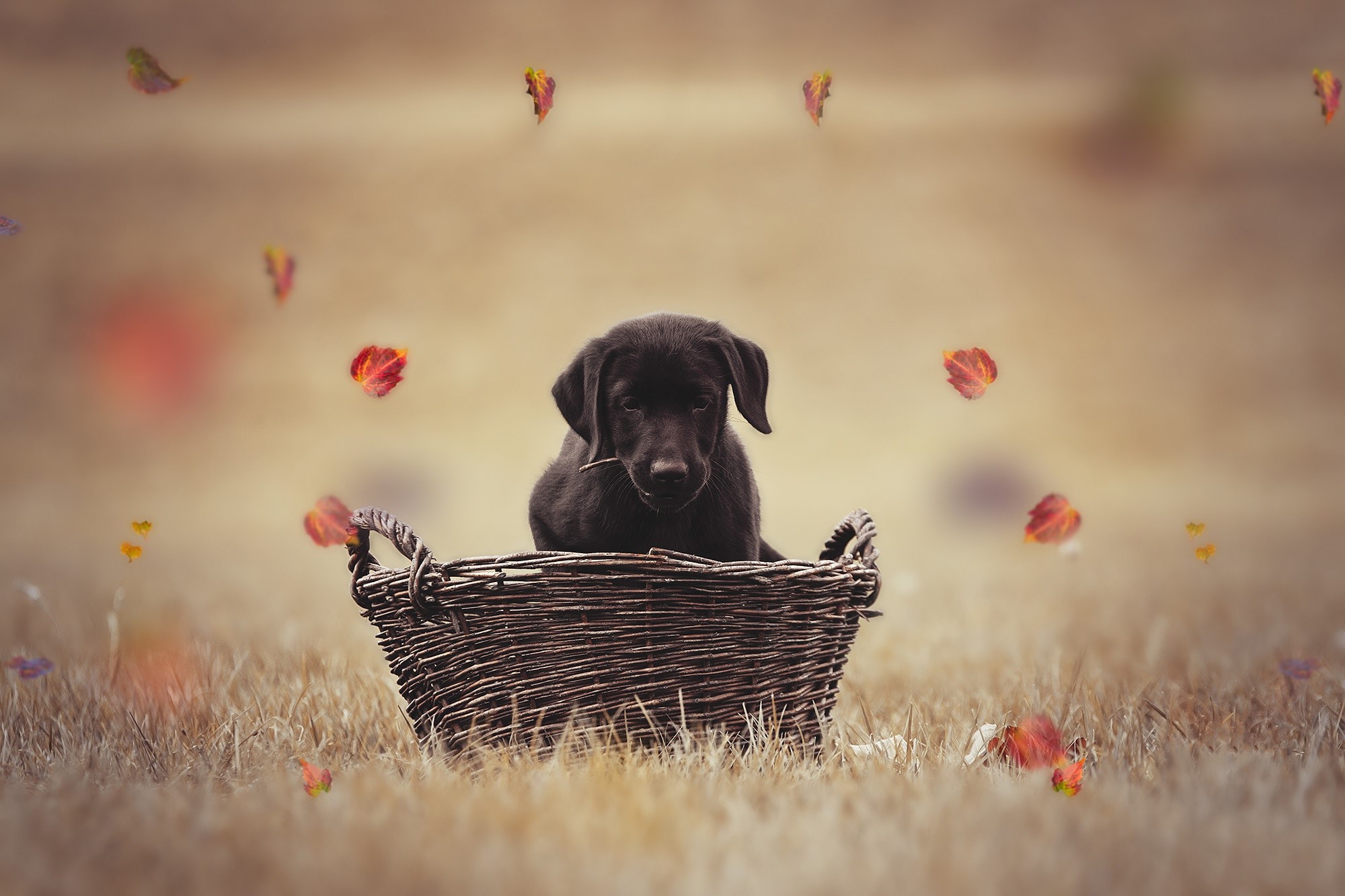 outdoors, baskets, dog, animals, mammals HD Wallpaper