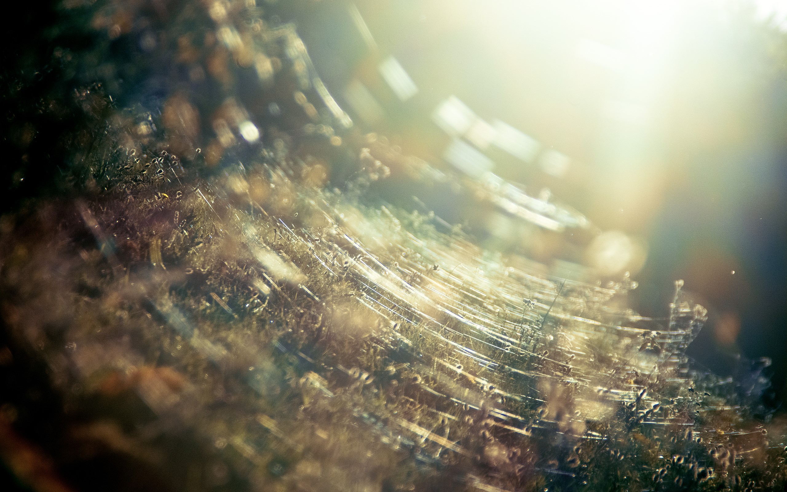 photography, spider webs, indian summer HD Wallpaper