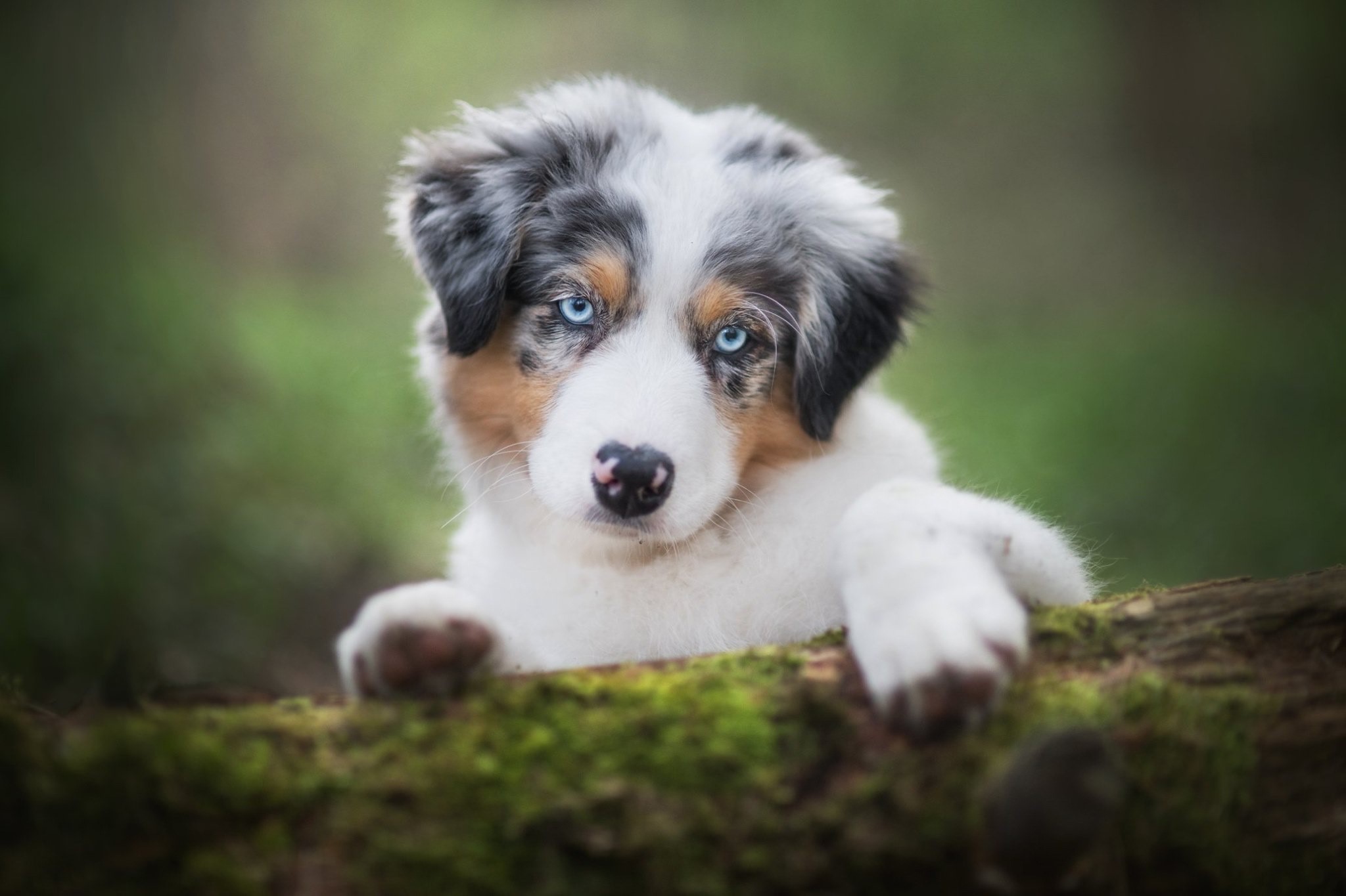 outdoors, animals, mammals, dog, blue eyes HD Wallpaper