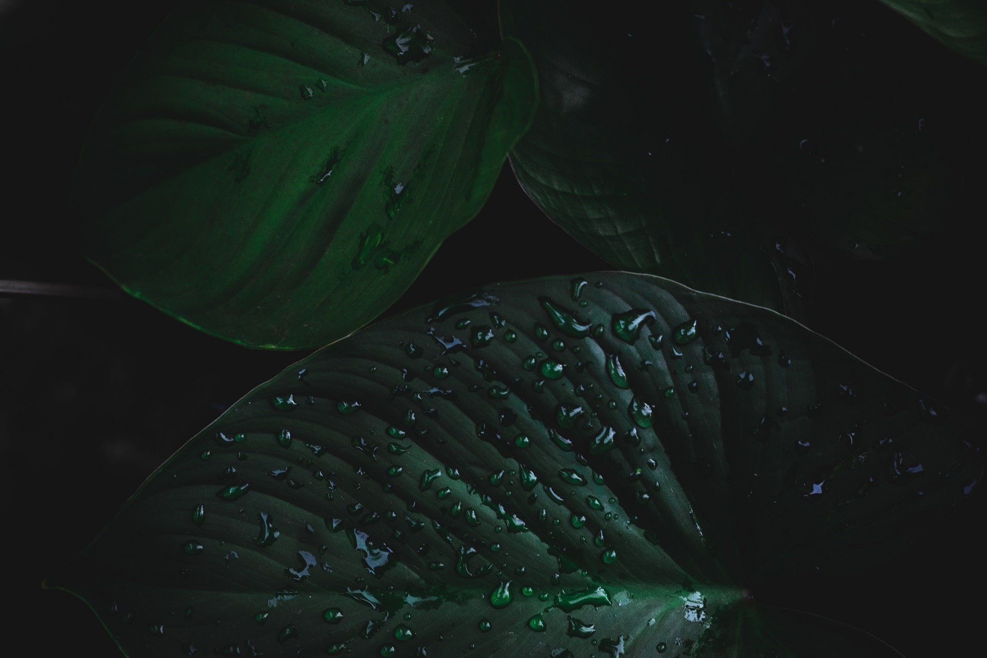 nature, water drops, leaves HD Wallpaper