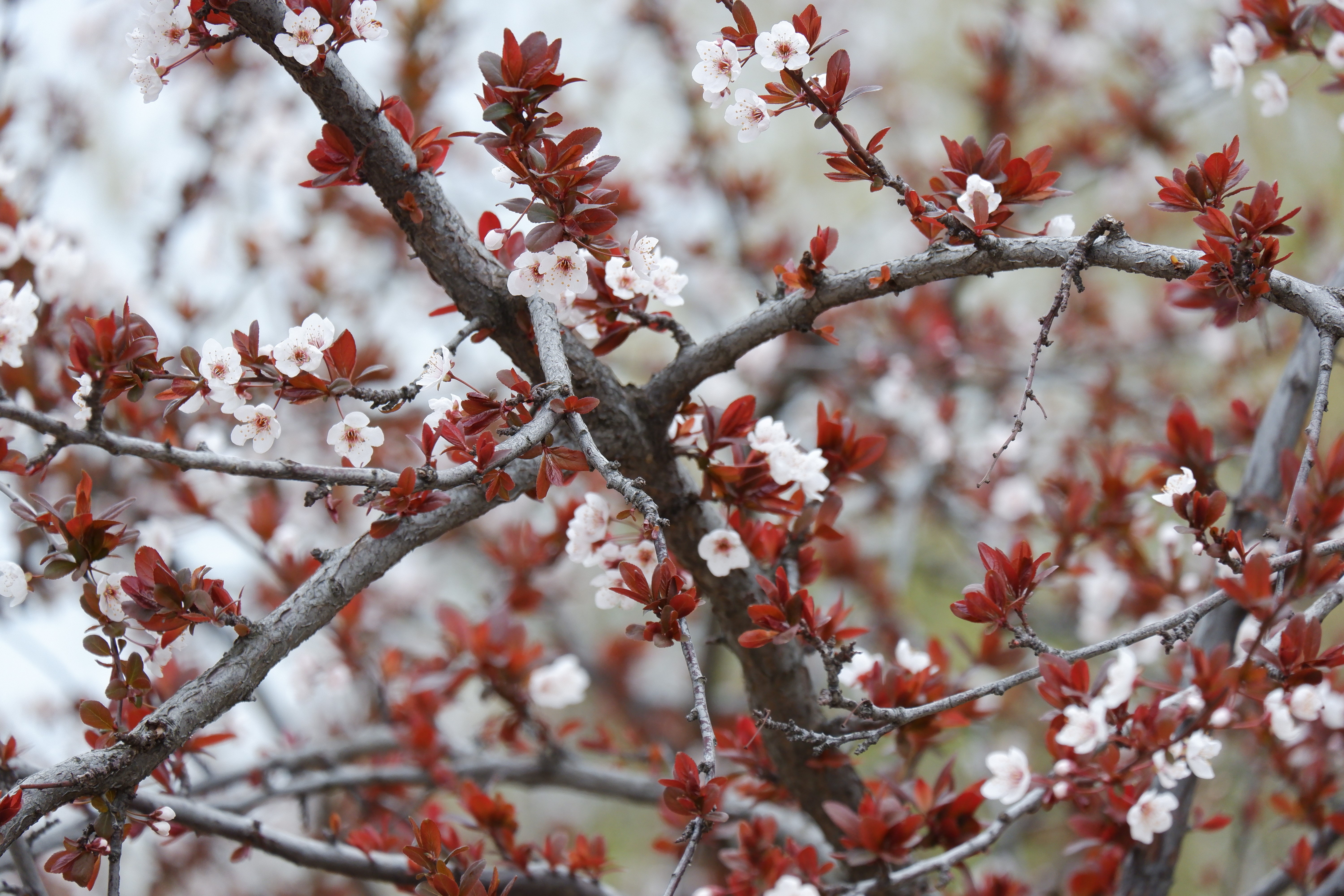 4K, plants, nature, spring, branch, flowers, blossom, tree trunk HD Wallpaper
