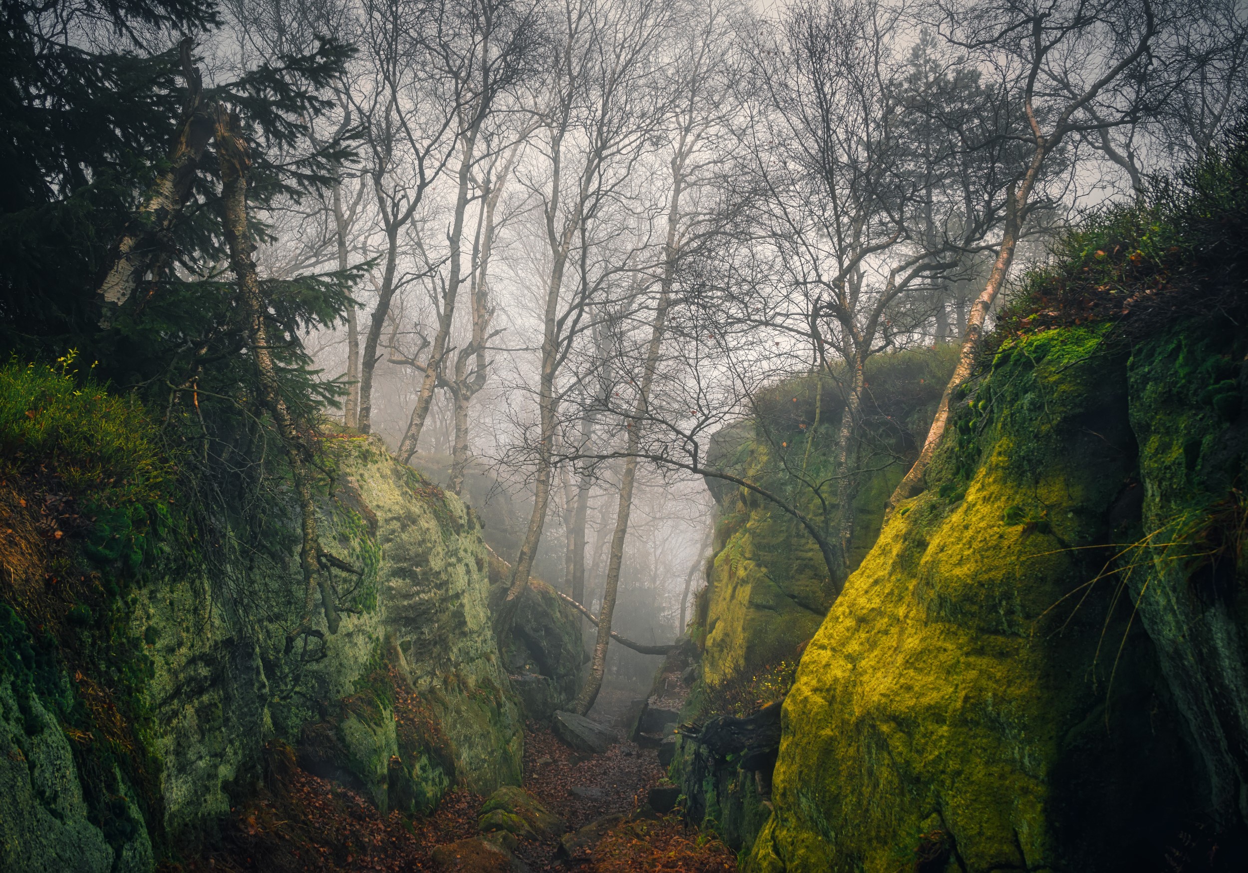 outdoors, mist, forest, nature, photography, trees, rocks, Andrey Ozherelev, branch HD Wallpaper