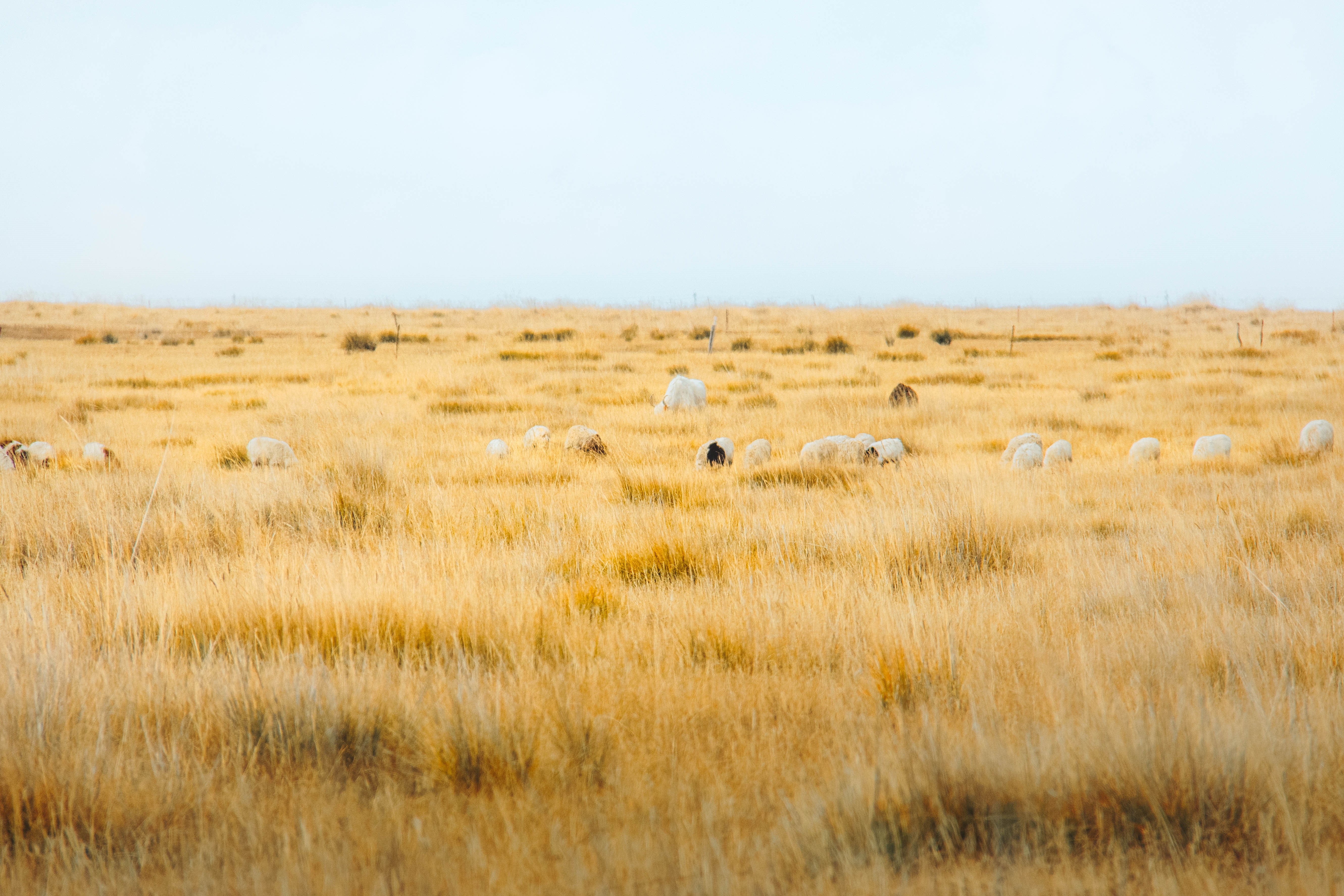 4K, plants, outdoors, grass, field, nature, mammals, animals, landscape HD Wallpaper