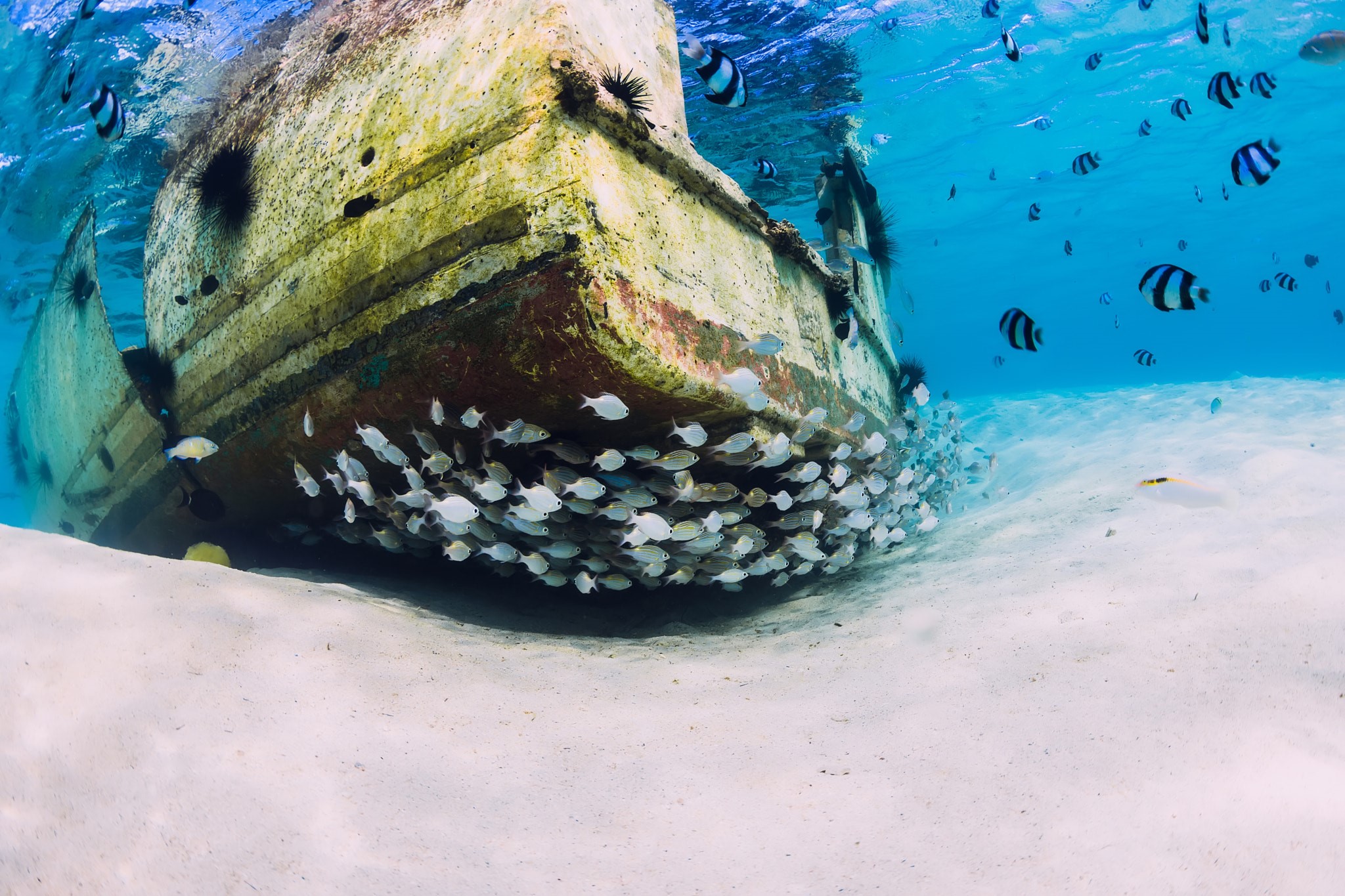 underwater, fish, sea, animals, wreck, nature HD Wallpaper