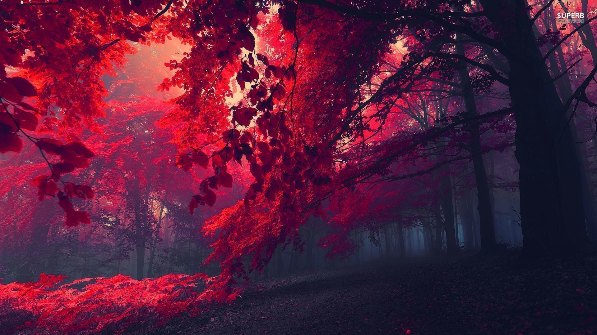 forest, red, nature, trees, red leaves HD Wallpaper