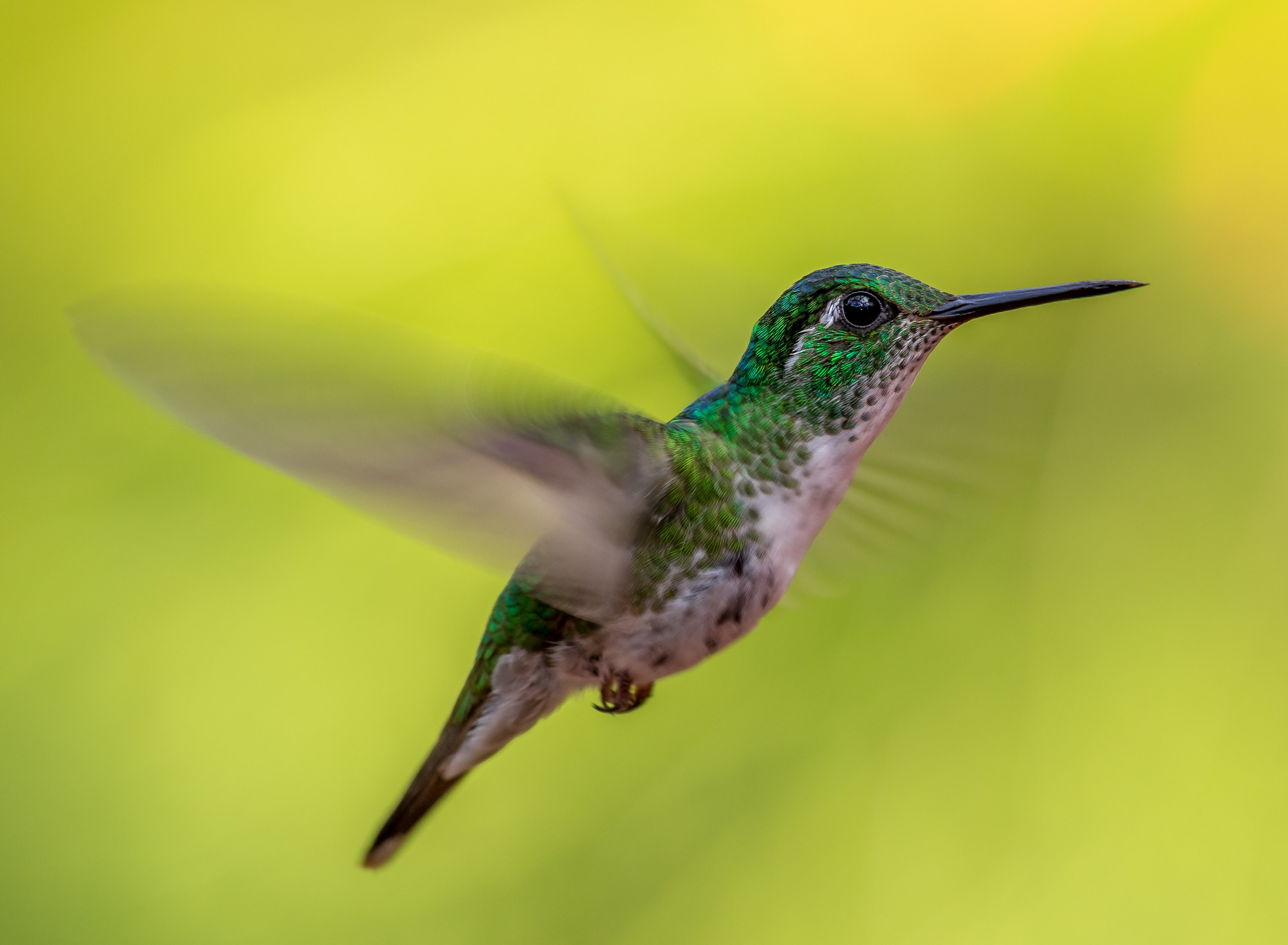 Green-crowned Brilliant hummingbird in flight HD Wallpaper