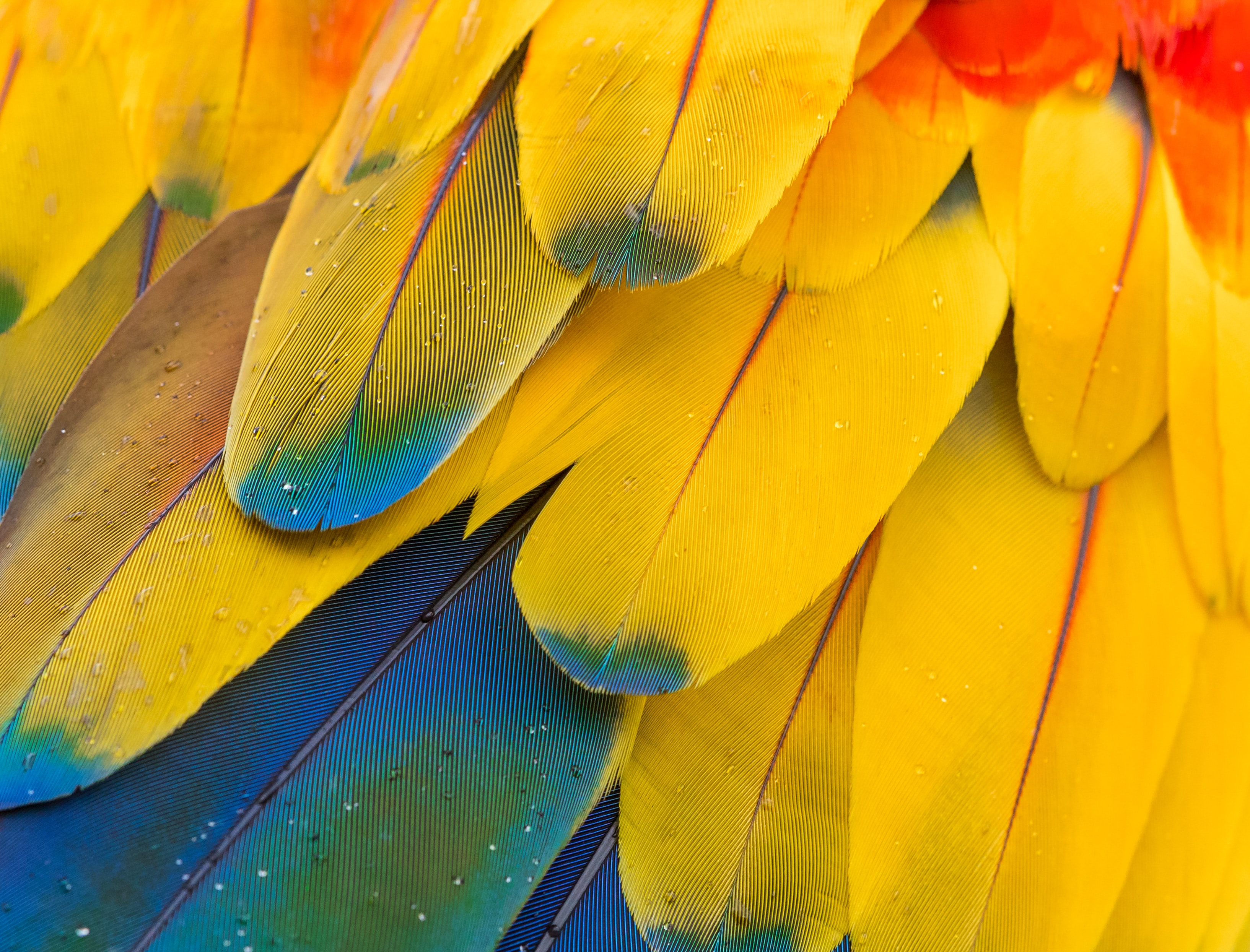 Close-up of colorful macaw feathers with water droplets HD Wallpaper