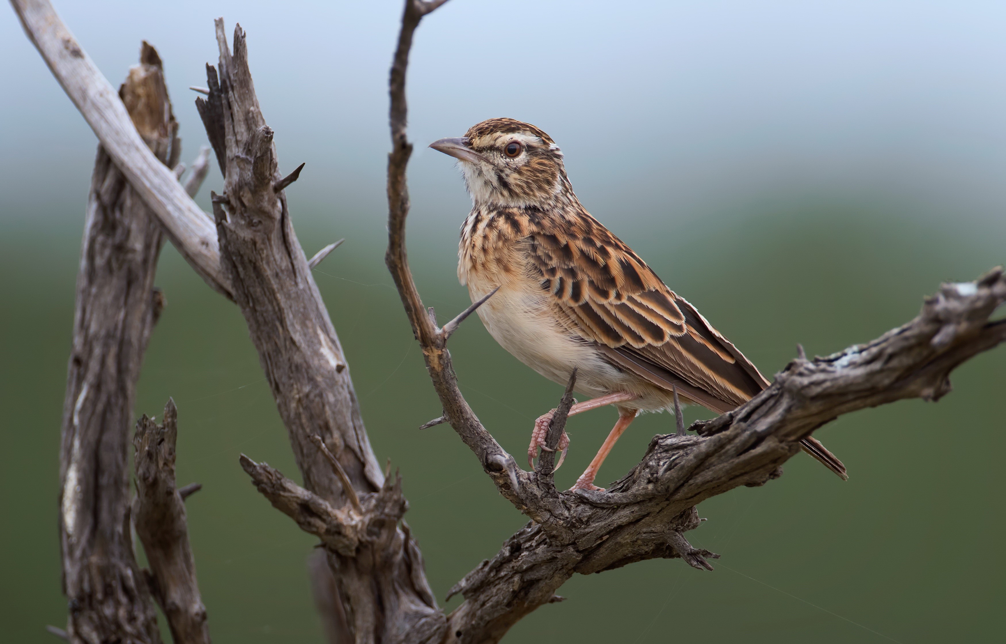nature, birds, branch, animals HD Wallpaper