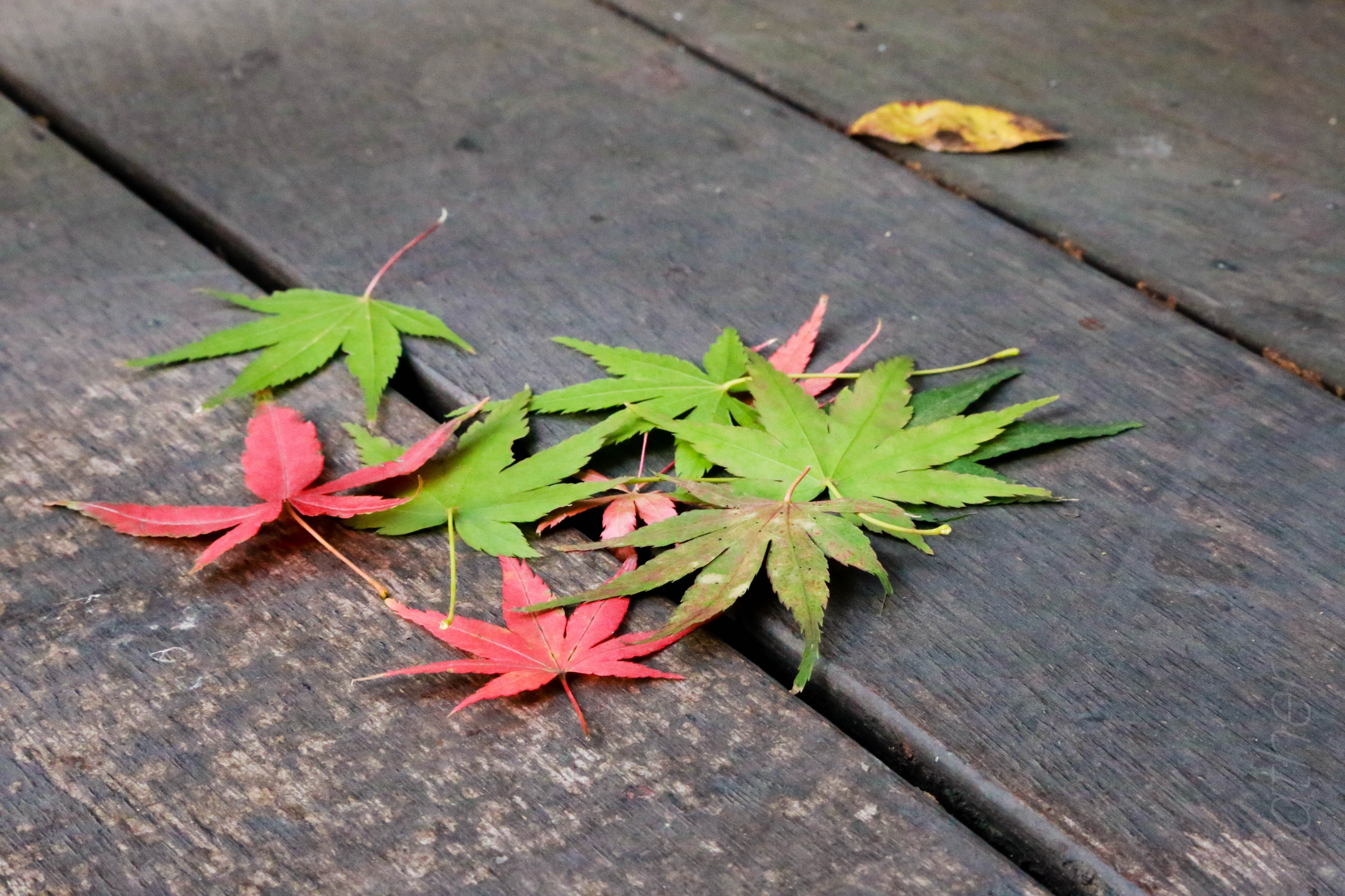 4K, China, nature, leaves HD Wallpaper
