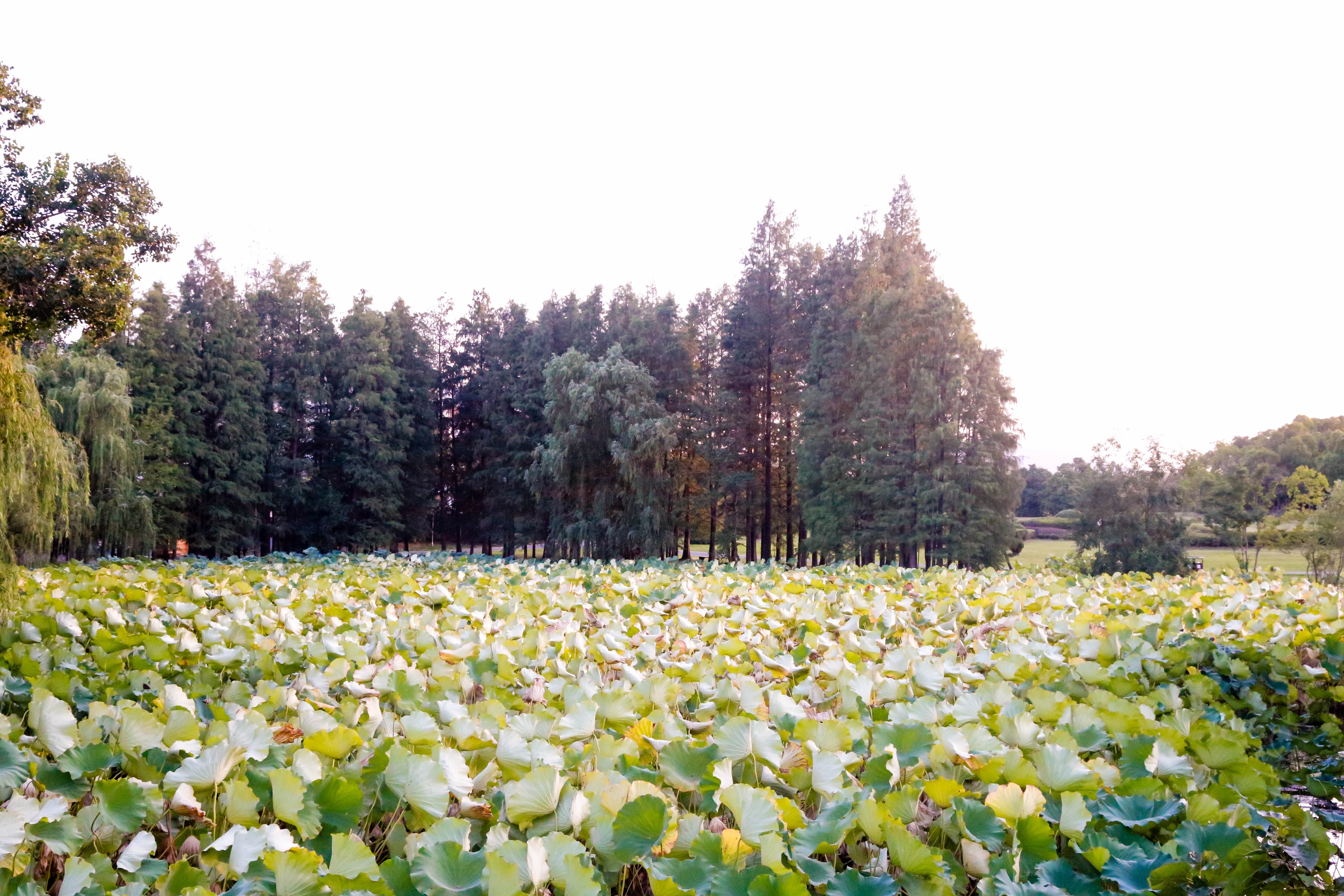 4K, China, leaves, nature HD Wallpaper