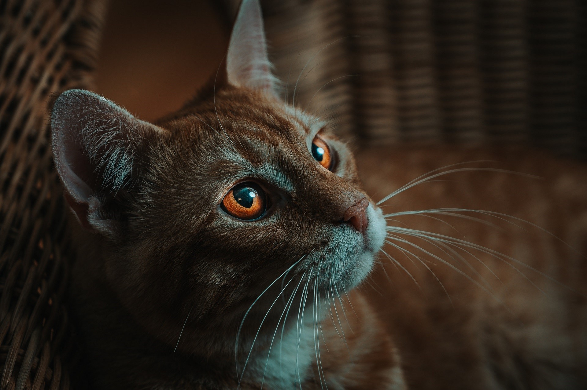 mammals, animals, feline, cats HD Wallpaper