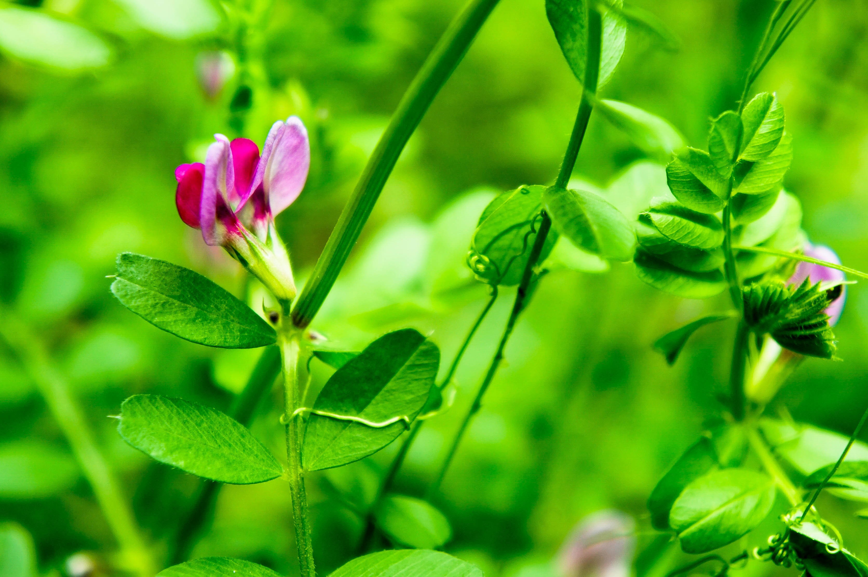 hefei, nature, leaves, plants, flowers HD Wallpaper