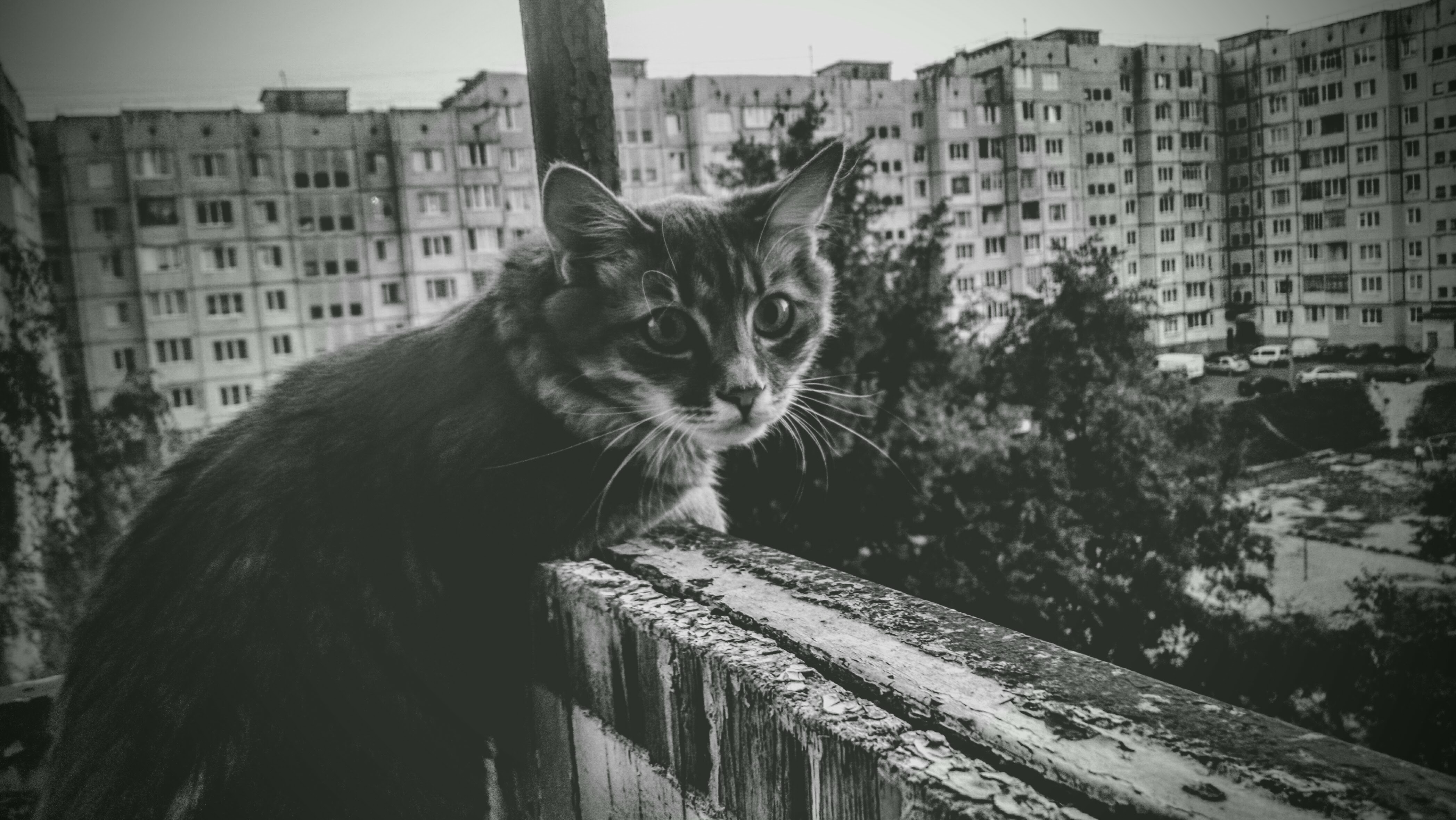 4K, animals, feline, cats, trees, outdoors, building, monochrome, mammals HD Wallpaper