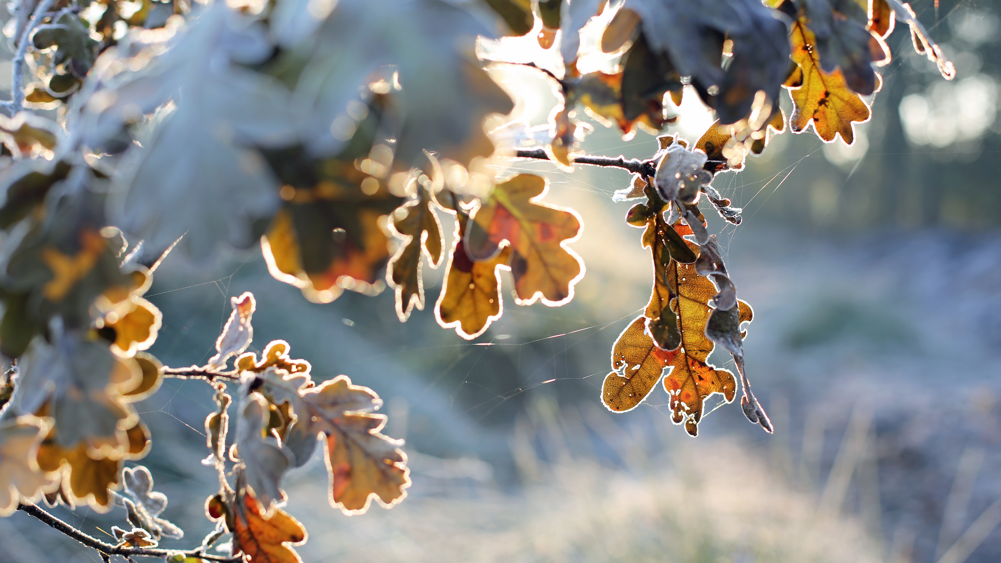4K, cold, leaves, nature HD Wallpaper
