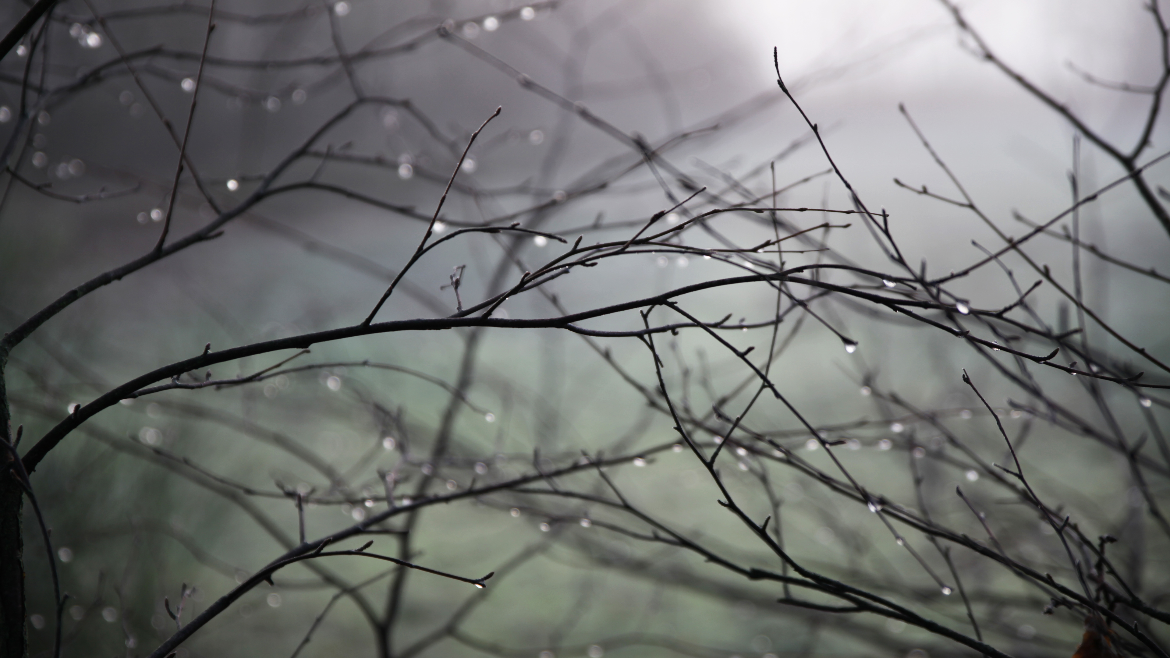 4K, twigs, plants, outdoors, nature, water drops HD Wallpaper