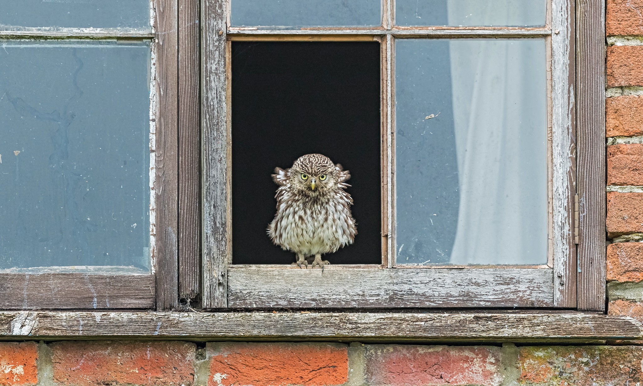 birds, animals, window, owl, glass HD Wallpaper