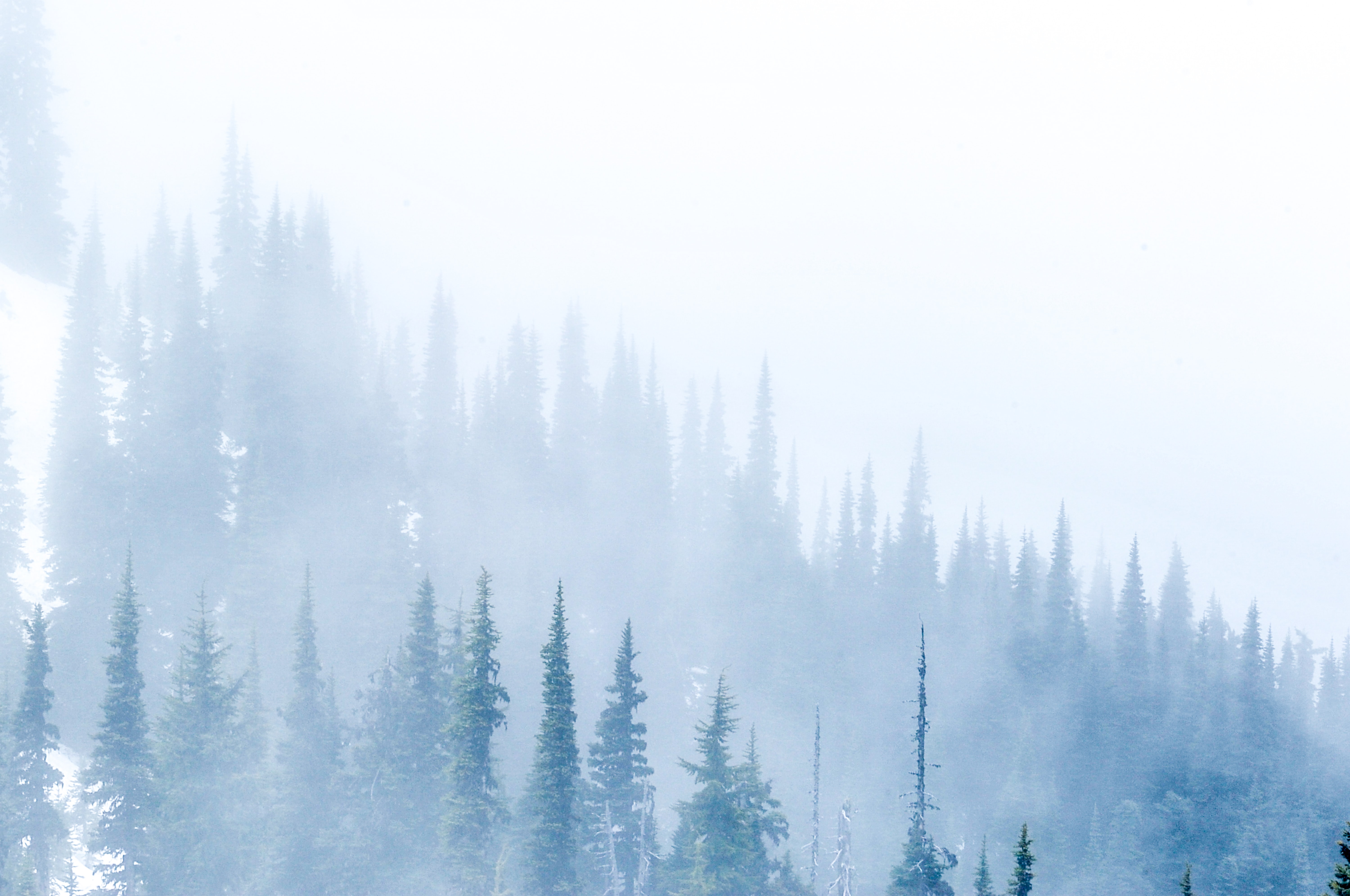 Misty evergreen forest in Olympic National Park HD Wallpaper