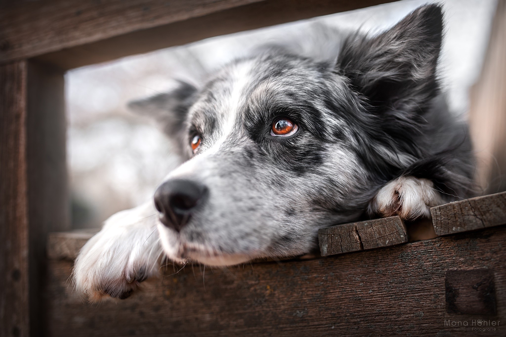 animals, dog, mammals HD Wallpaper