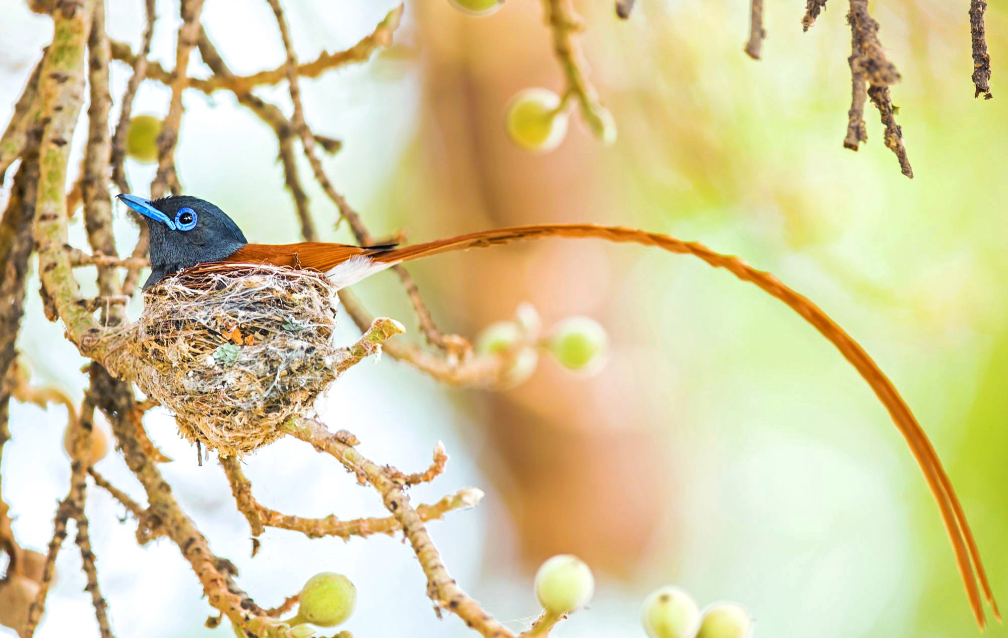 Flycatcher, wildlife, Botswana, animals, birds, nature, nests, Africa HD Wallpaper