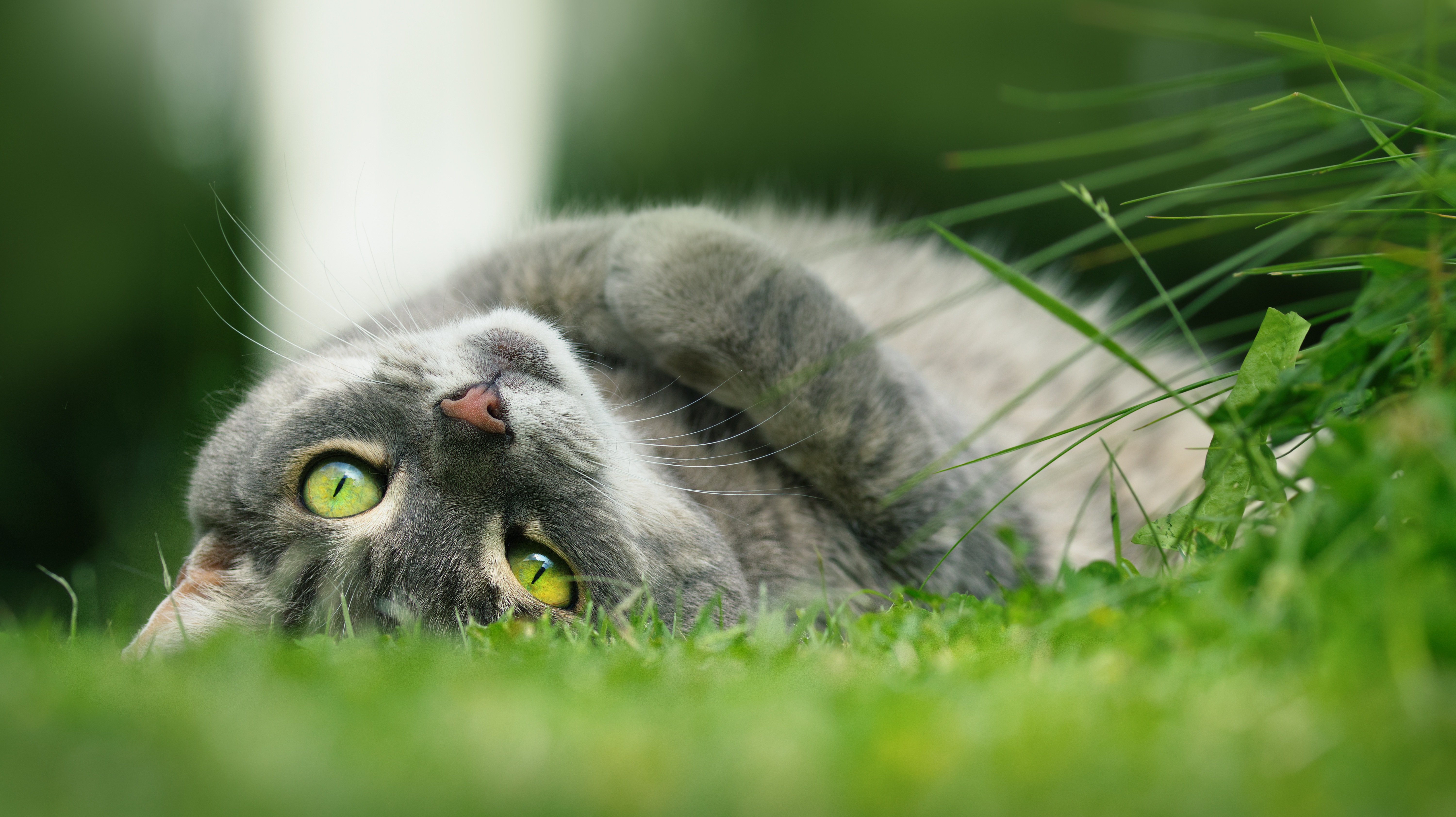 Gray tabby cat with green eyes lying in grass HD Wallpaper