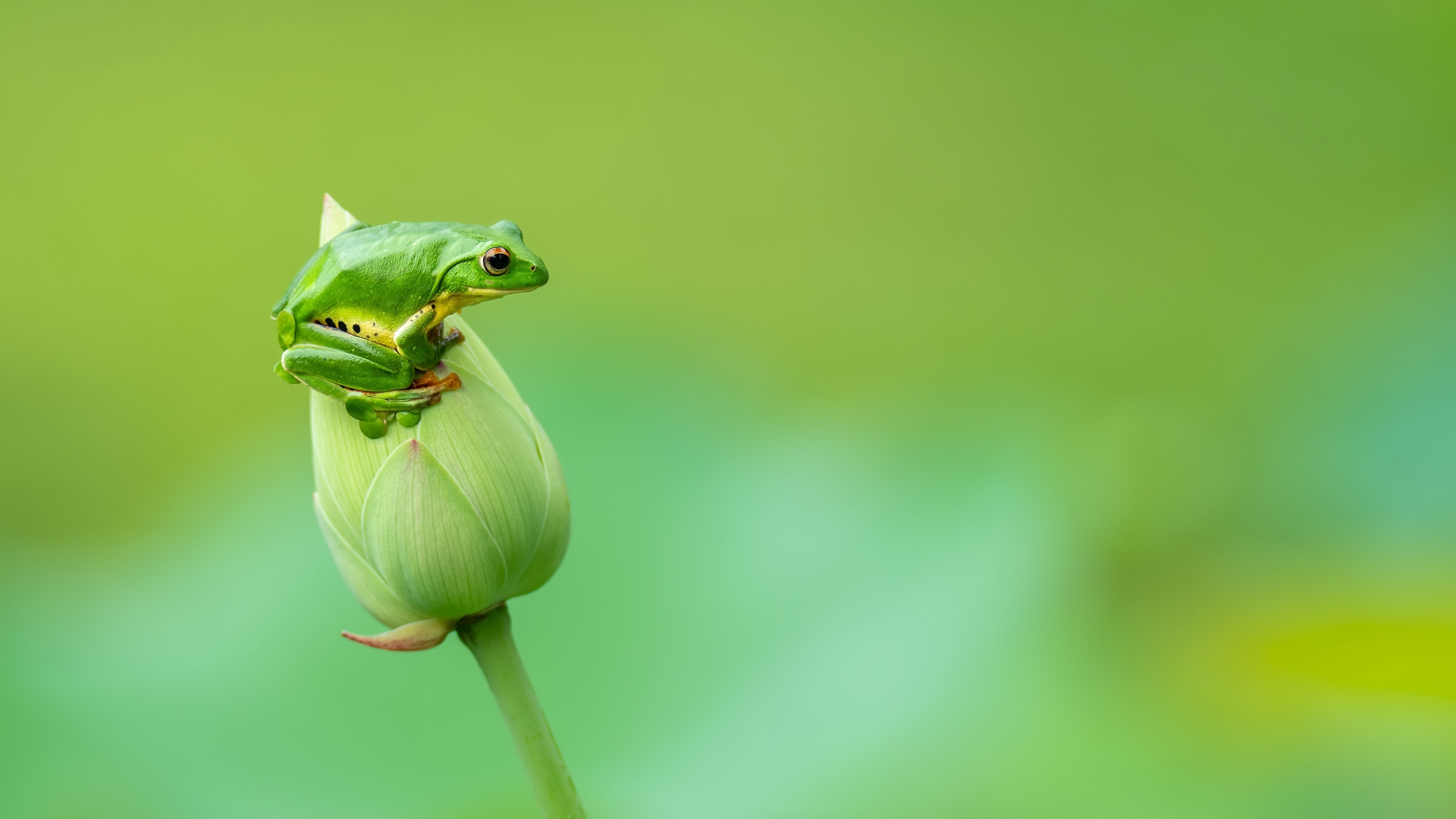 Green frog on a lotus bud HD Wallpaper