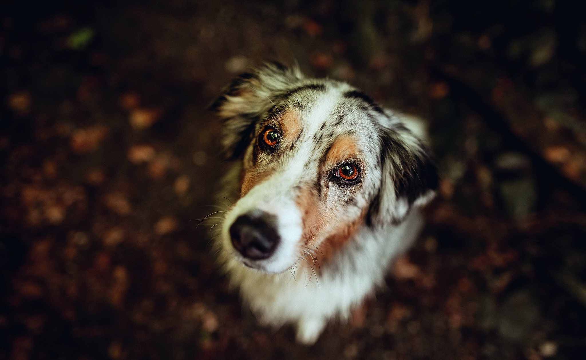 Australian Shepherd dog looking up HD Wallpaper