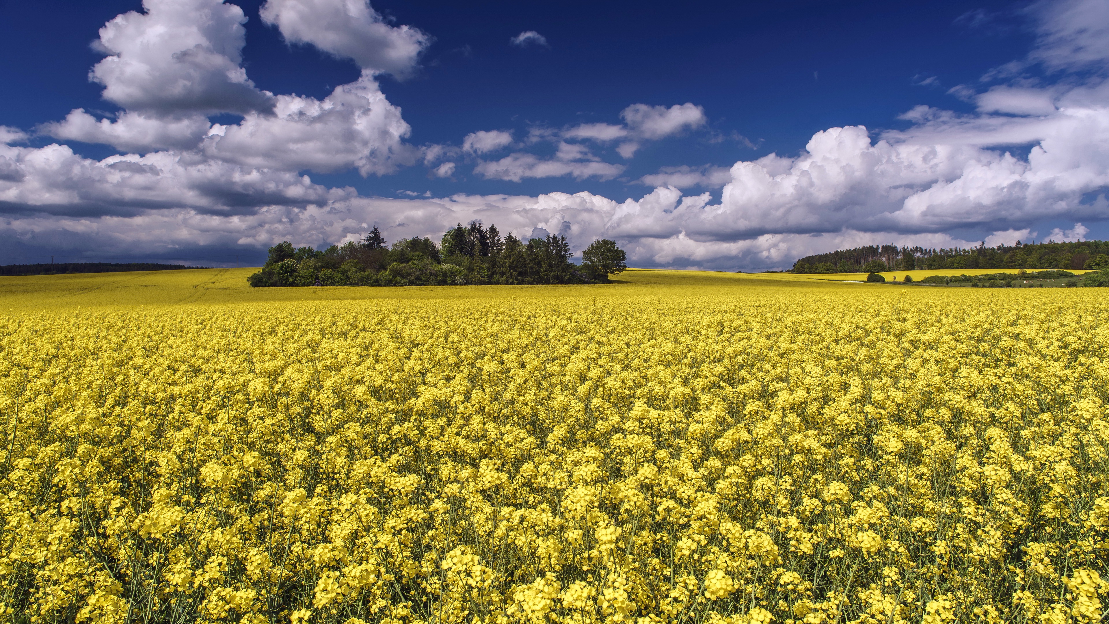 Vast field of yellow rapeseed flowers under a cloudy blue sky HD Wallpaper